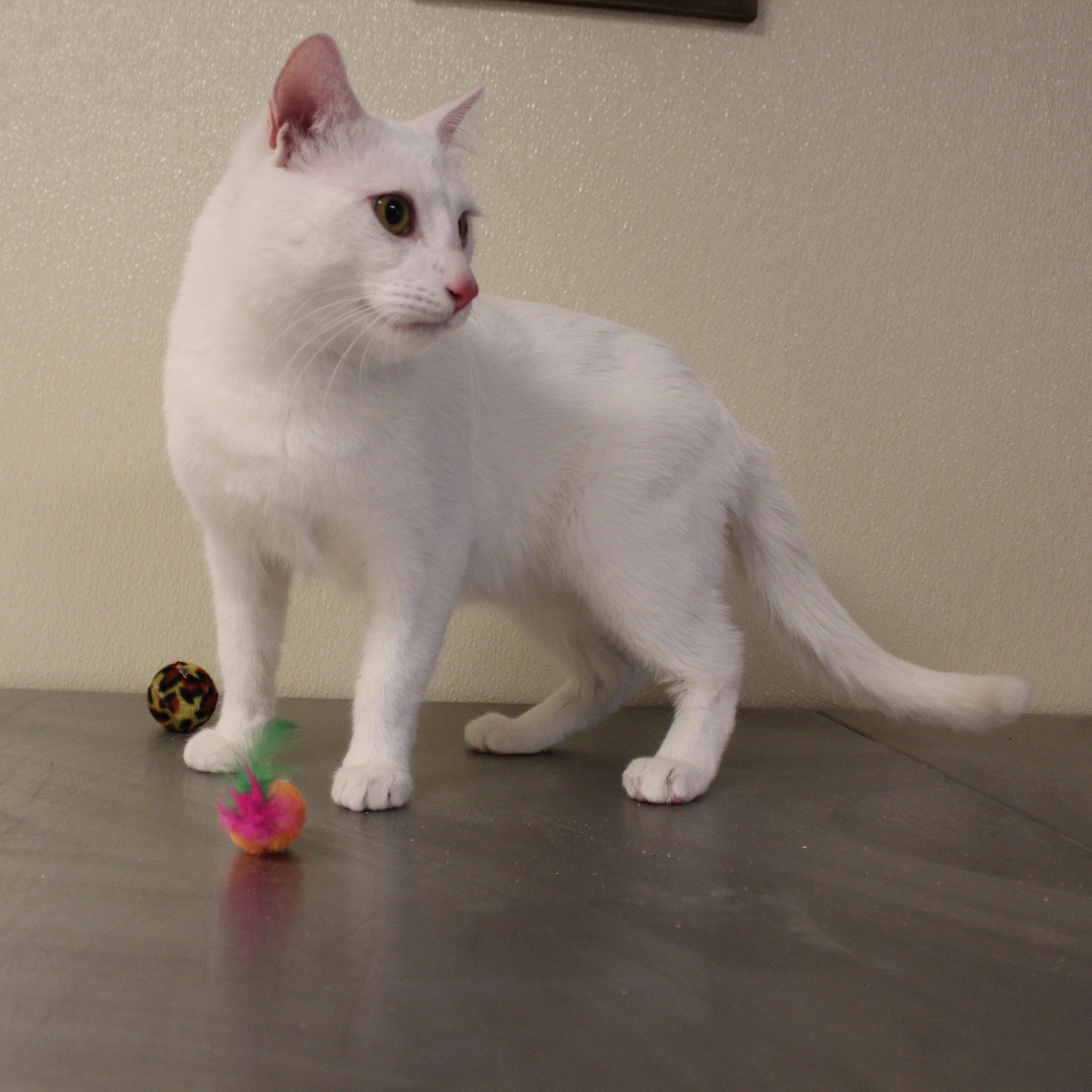 Enlarge Snowball, an adopted Domestic Short Hair in Yucca Valley, CA image 5/5