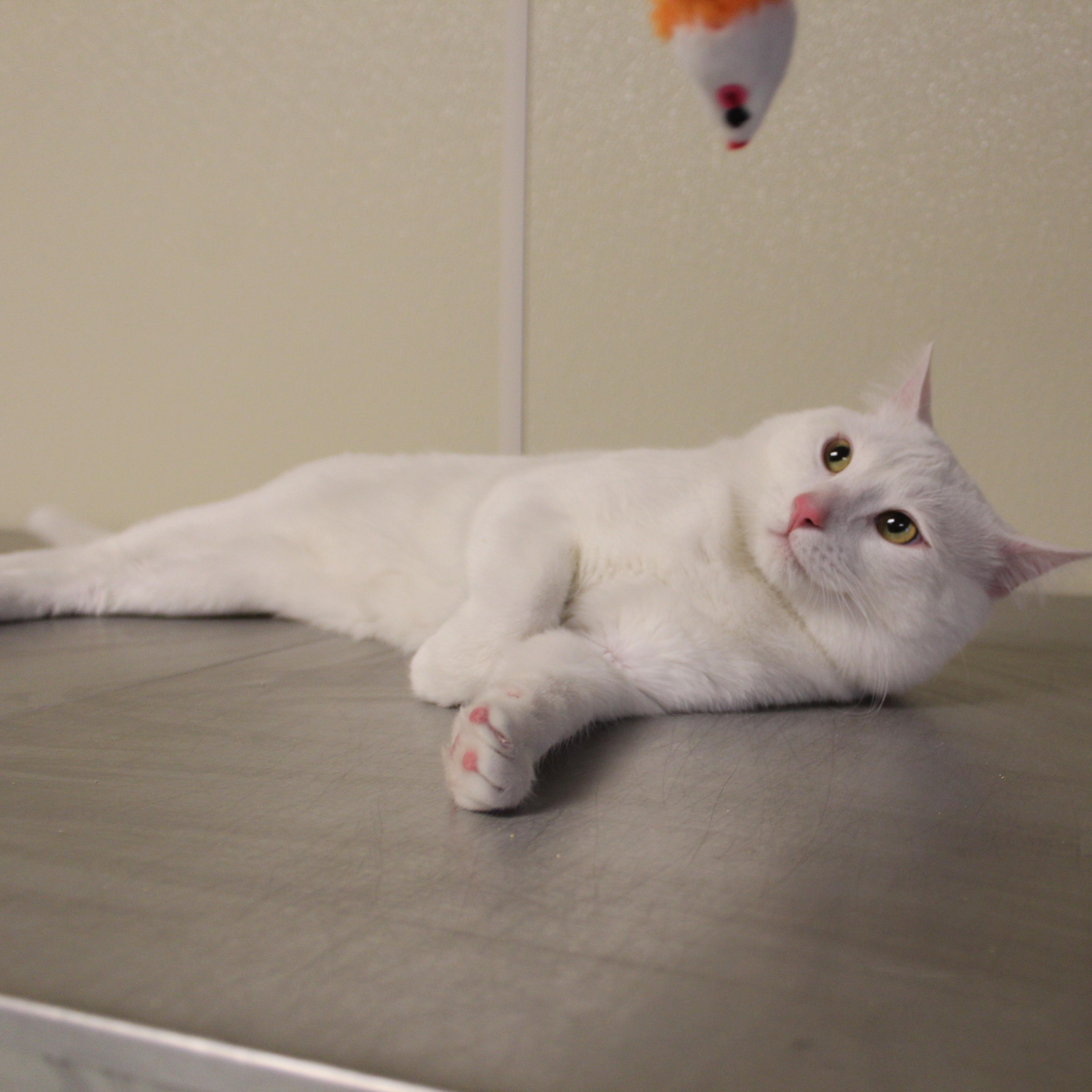 Enlarge Snowball, an adopted Domestic Short Hair in Yucca Valley, CA image 3/5