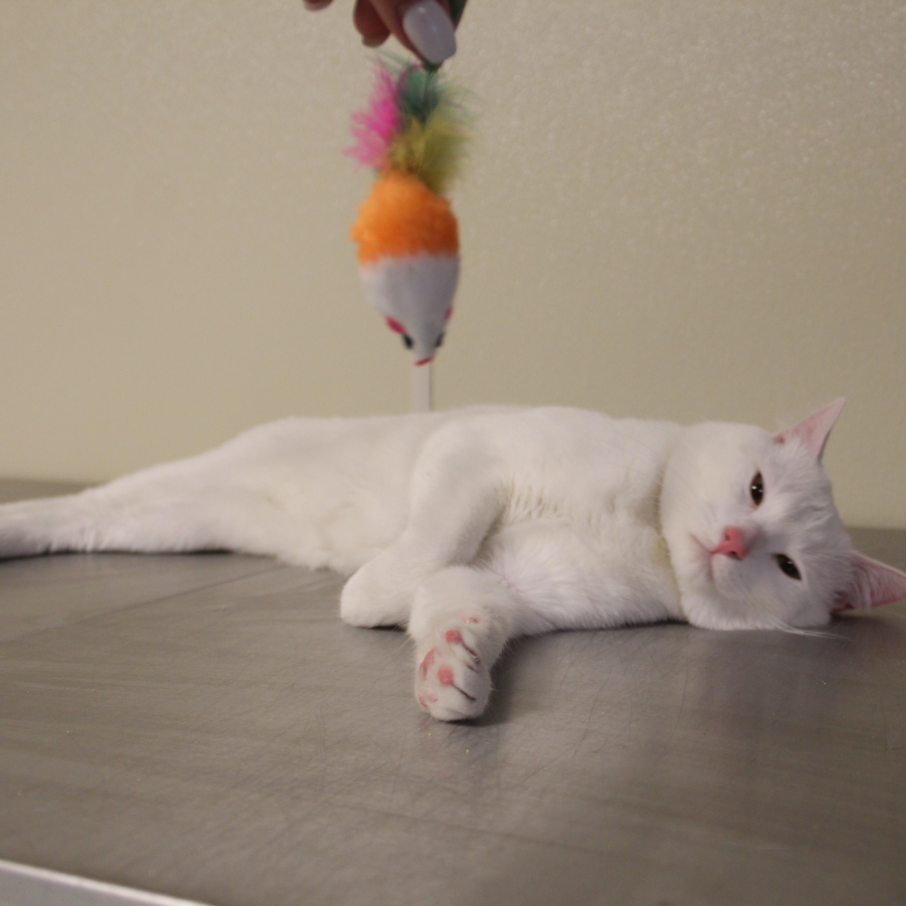 Enlarge Snowball, an adopted Domestic Short Hair in Yucca Valley, CA image 2/5