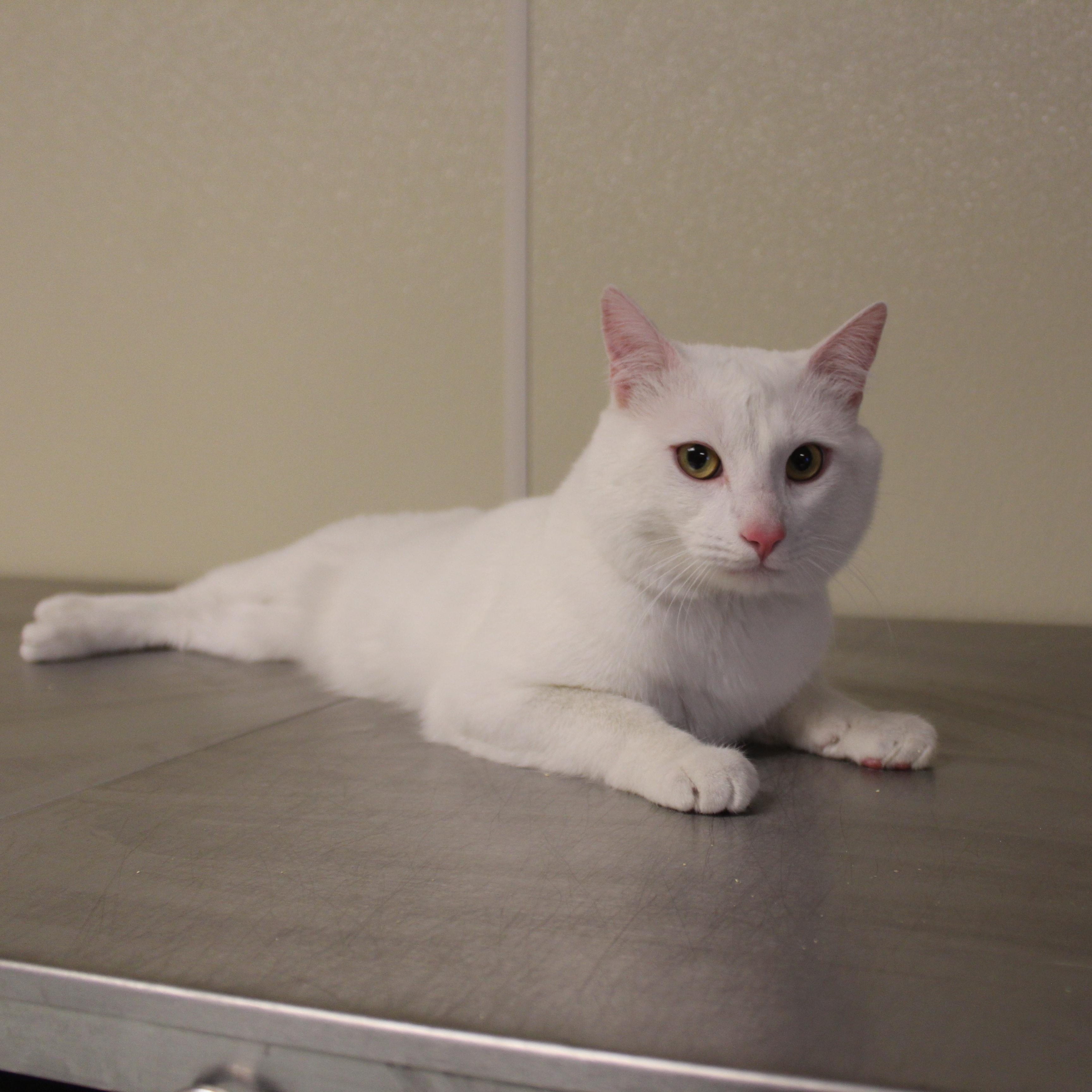 Snowball, adopted, Young Male Domestic Short Hair.