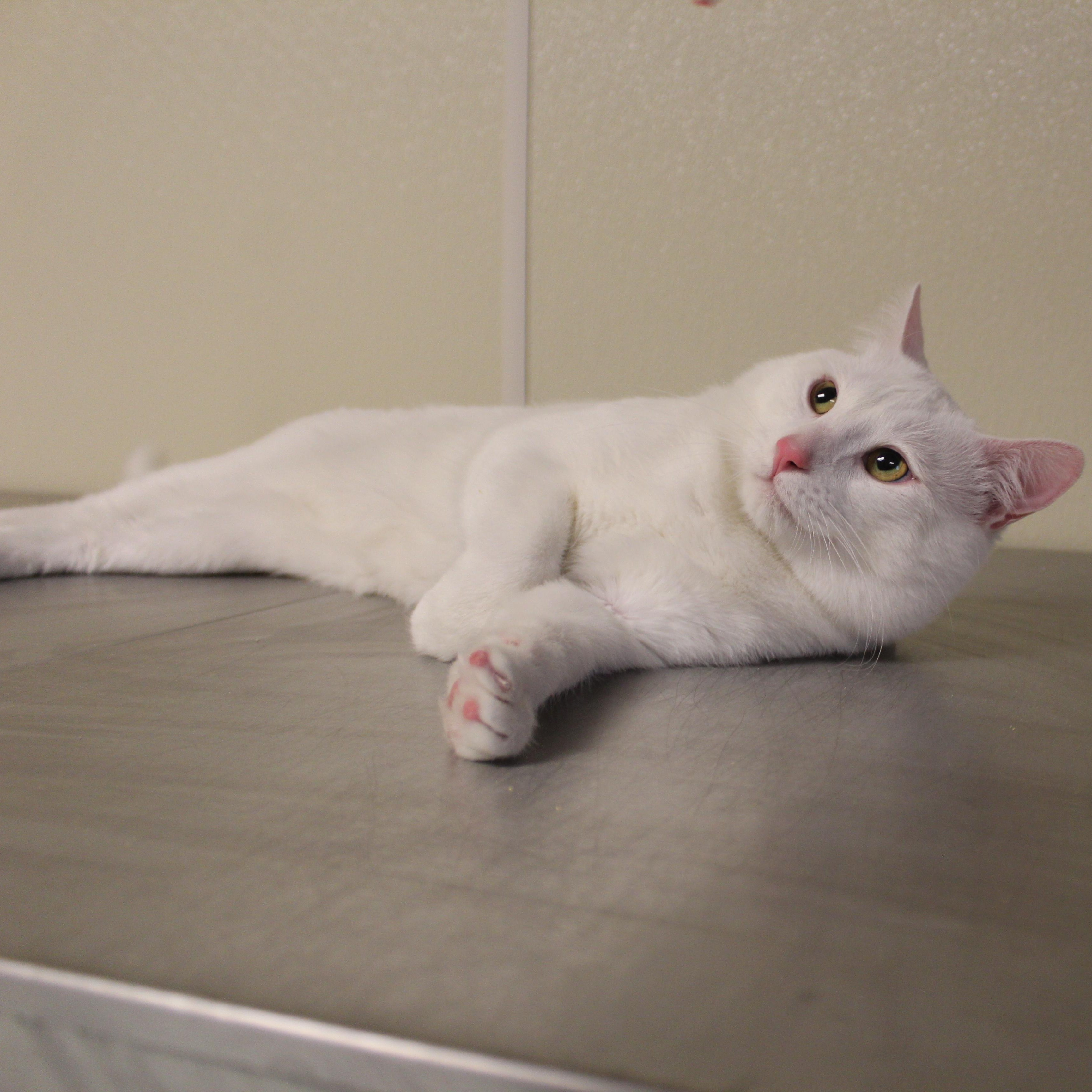 Enlarge Snowball, an adopted Domestic Short Hair in Yucca Valley, CA image 4/5