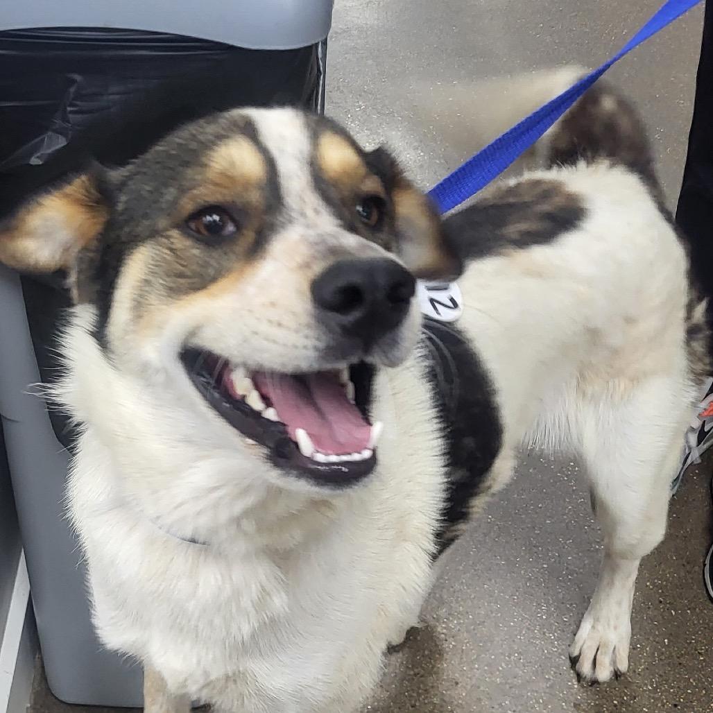 Bruno, Adoptable, Adult Male Cattle Dog.