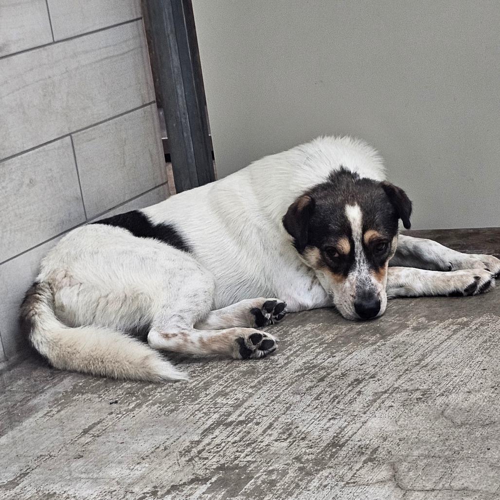 Bruno, a Adoptable Cattle Dog in Midland, TX image 2/2