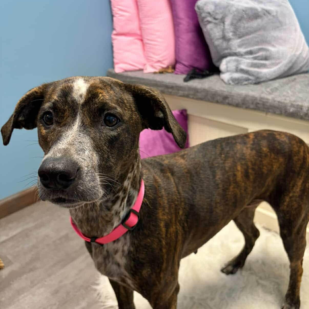 Sassy, an adopted mixed breed in Cumberland, RI image 4/4