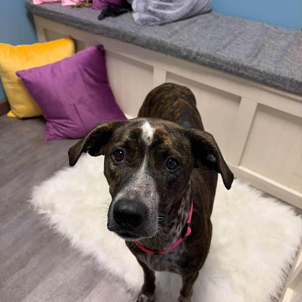 Sassy, an adopted mixed breed in Cumberland, RI image 2/4