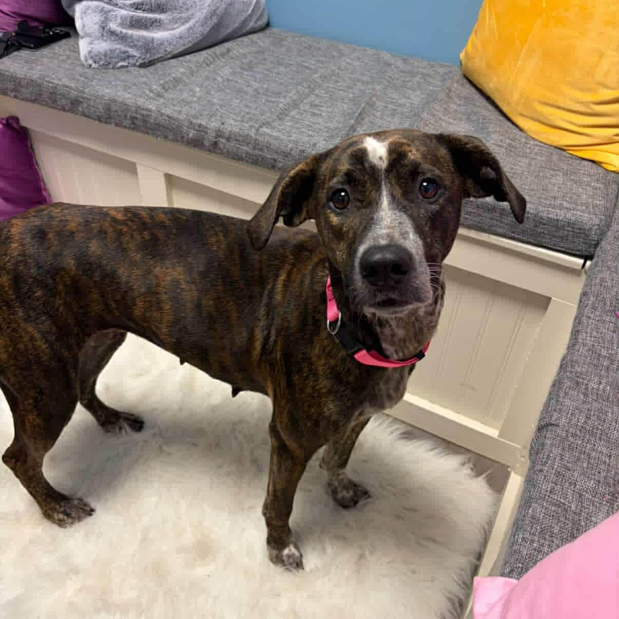 Sassy, an adopted mixed breed in Cumberland, RI image 3/4