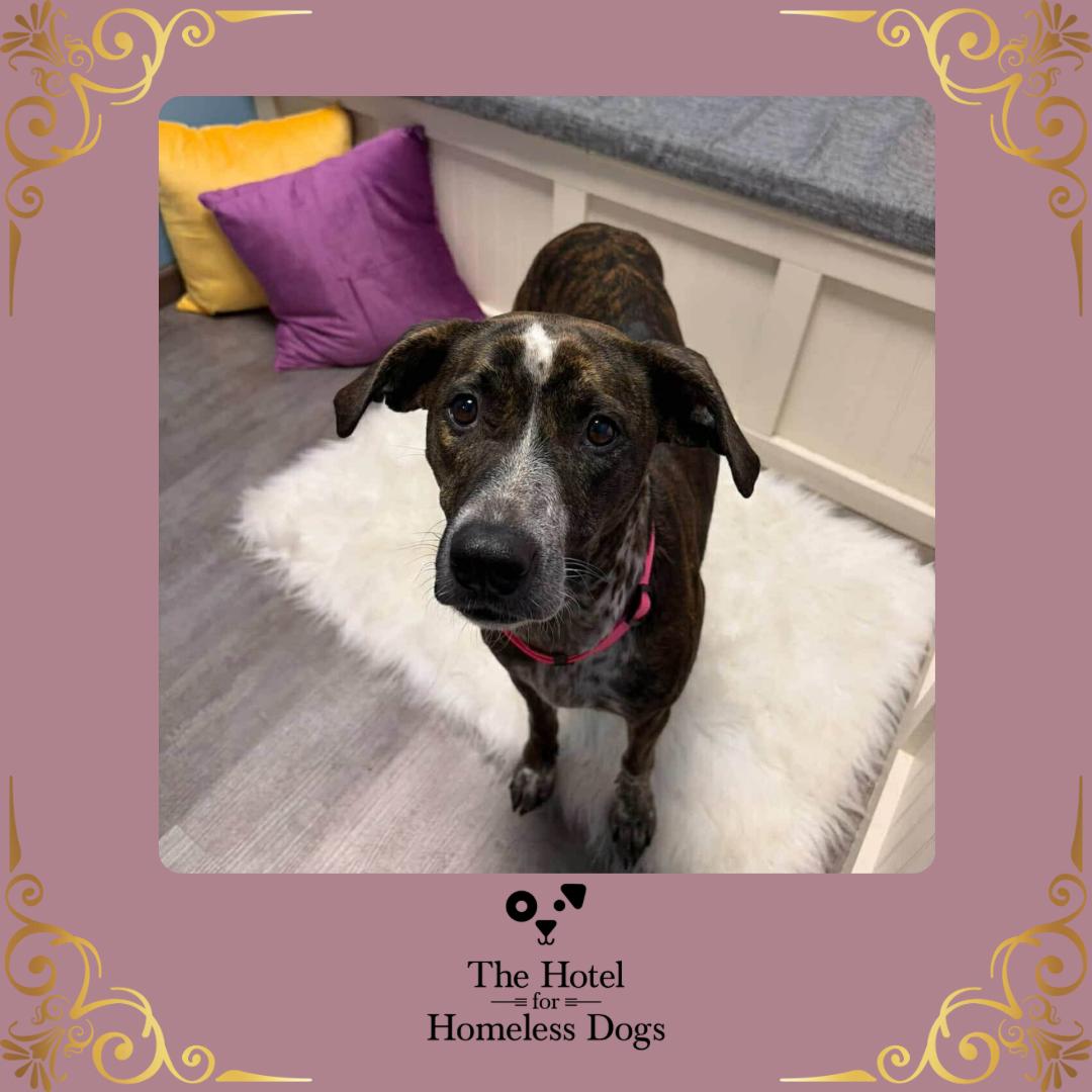 Sassy, adopted, Adult Female American Staffordshire Terrier & Terrier.