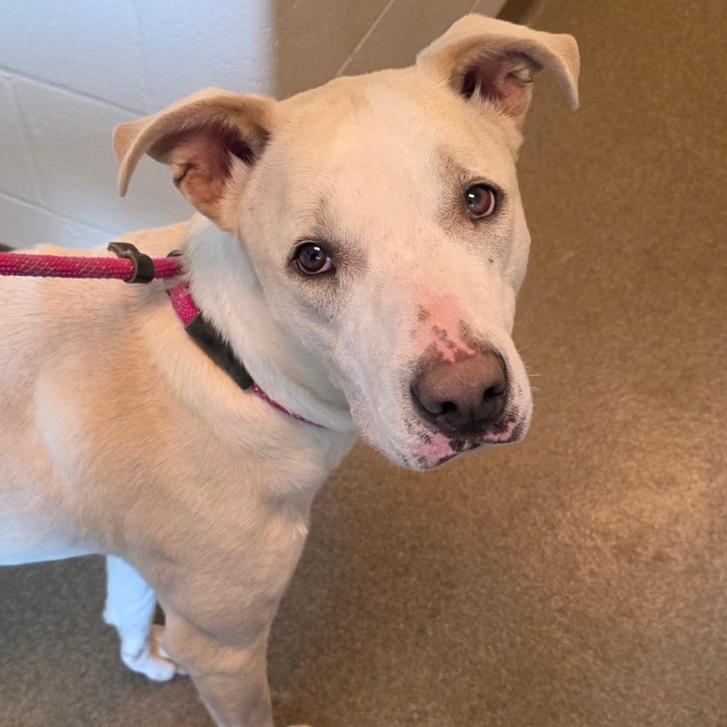 Amelia, Adoptable, Adult Female Labrador Retriever & Mixed Breed.