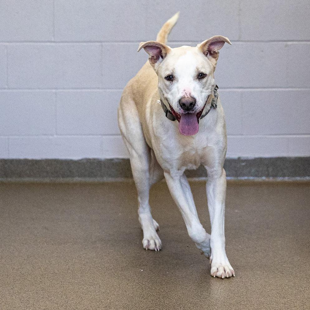 Amelia, a Adoptable mixed breed in Council Bluffs, IA image 2/4