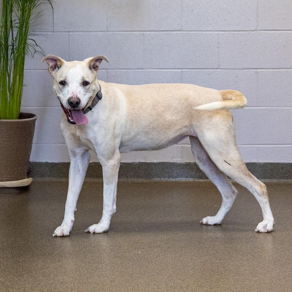 Amelia, a Adoptable mixed breed in Council Bluffs, IA image 3/4