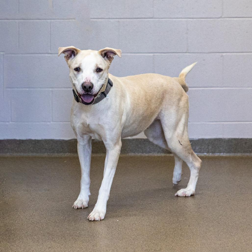 Amelia, a Adoptable mixed breed in Council Bluffs, IA image 4/4