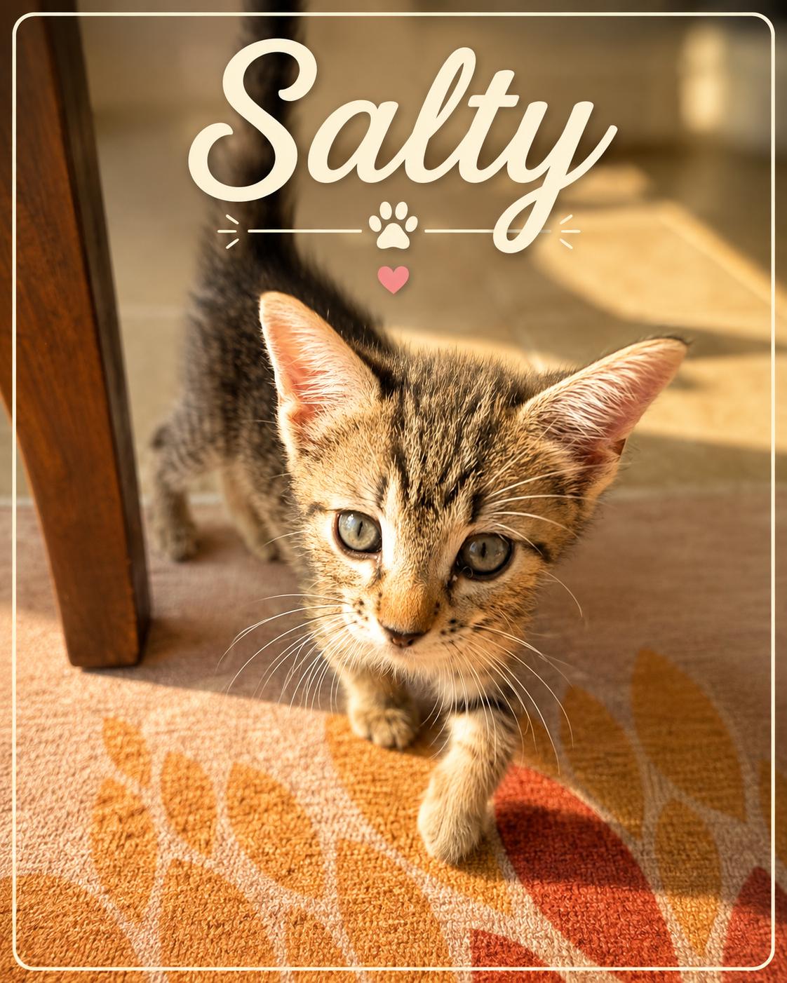 Salty, Adoptable, Kitten Male Domestic Short Hair.