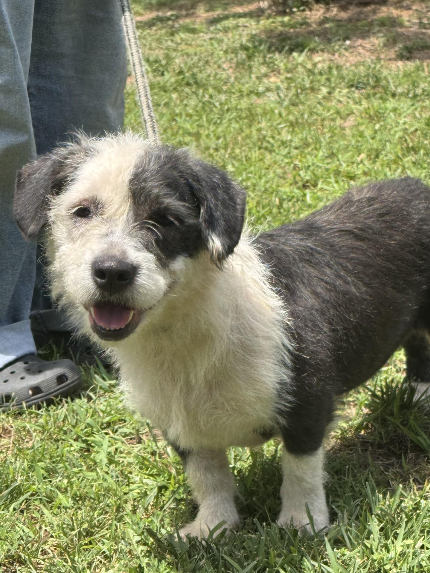 Moon Pie, an adoptable mixed breed in Richmond, VA image 5/6