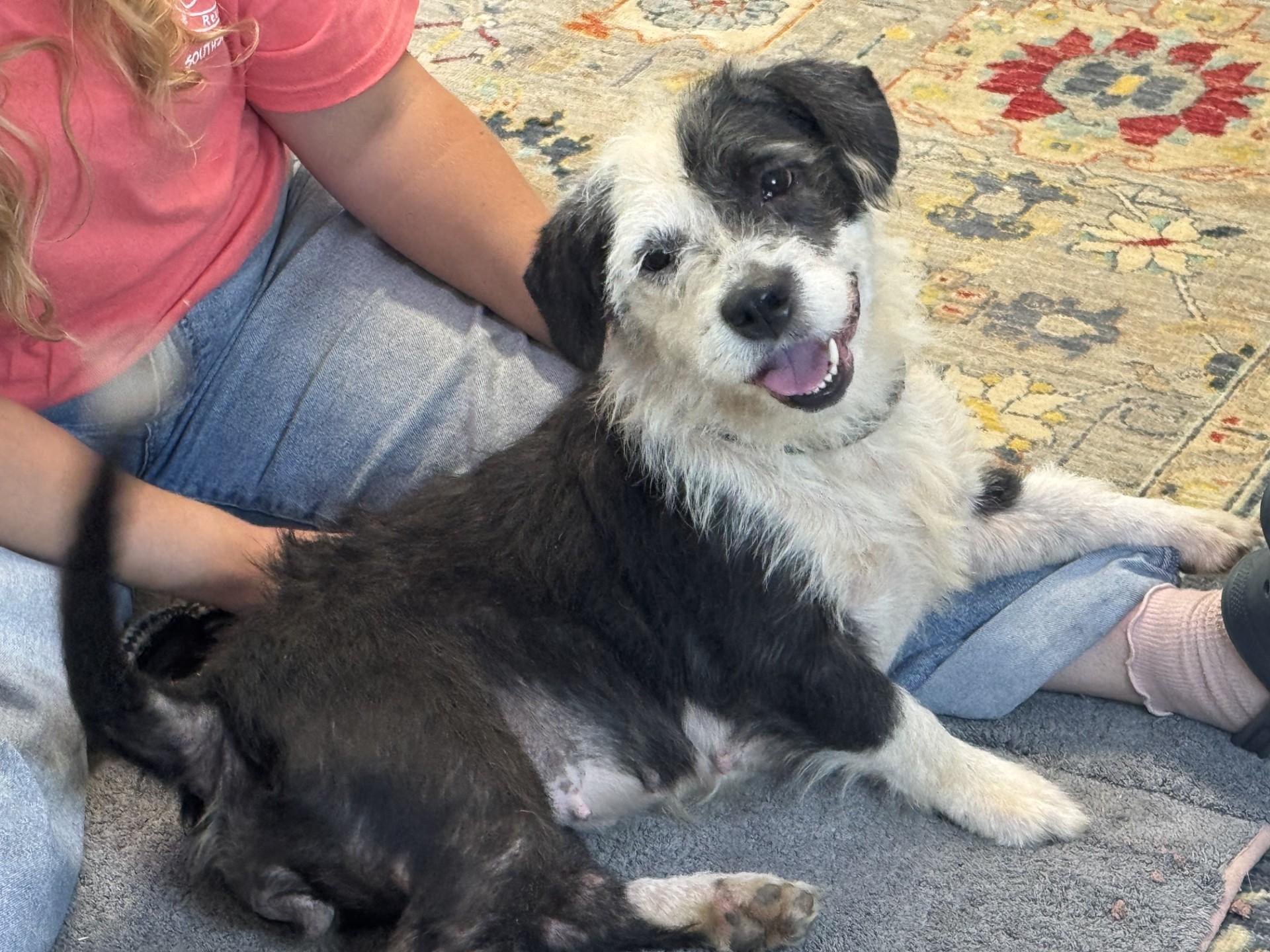Moon Pie, adoptable, Adult Female Mixed Breed.