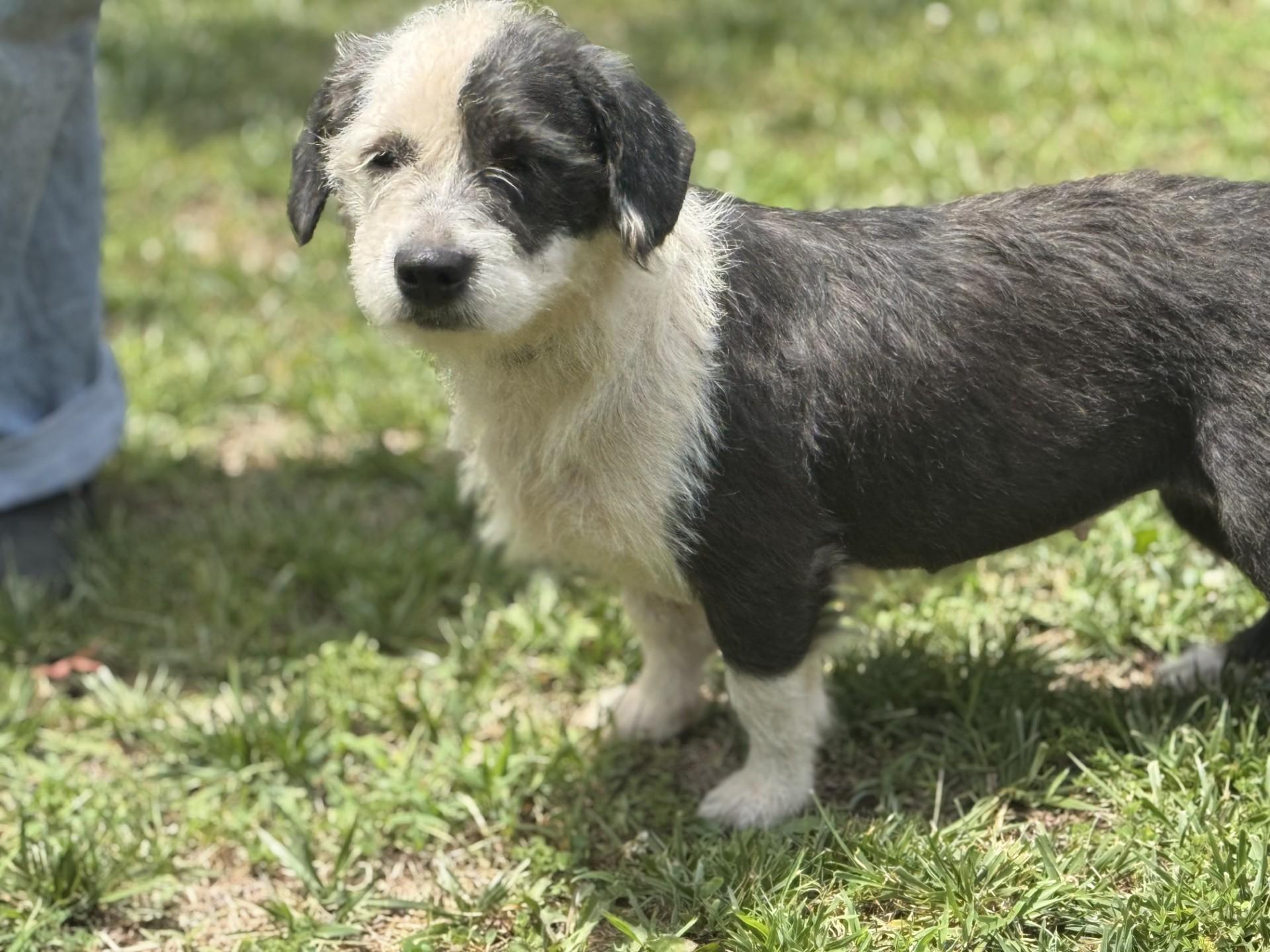Moon Pie, an adoptable mixed breed in Richmond, VA image 2/6