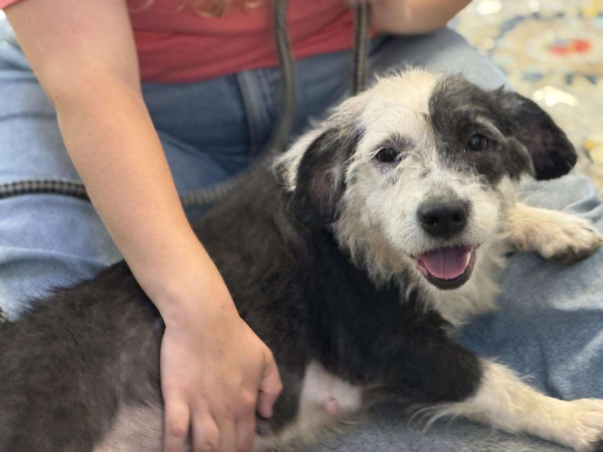 Moon Pie, an adoptable mixed breed in Richmond, VA image 3/6