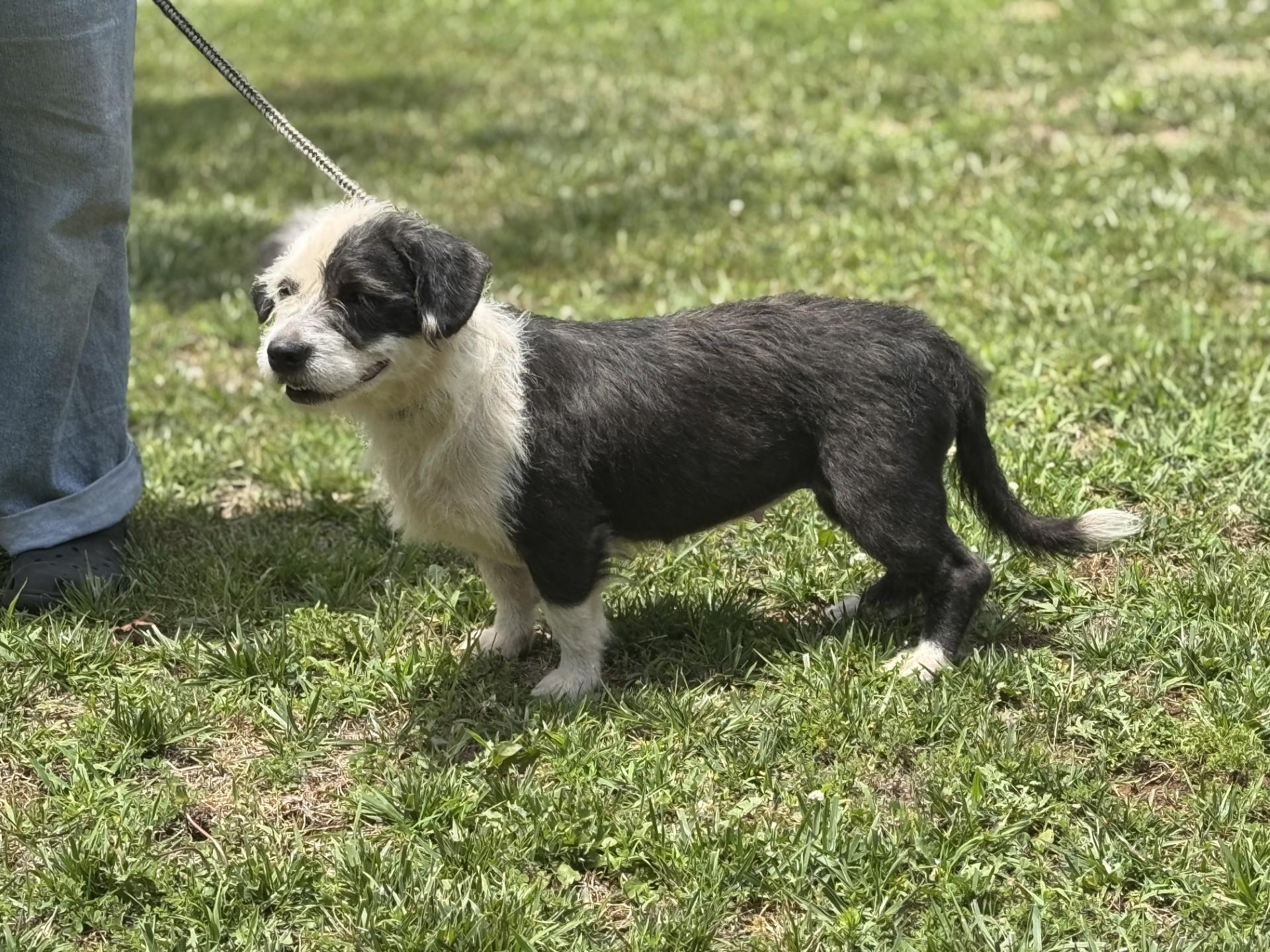 Moon Pie, an adoptable mixed breed in Richmond, VA image 4/6