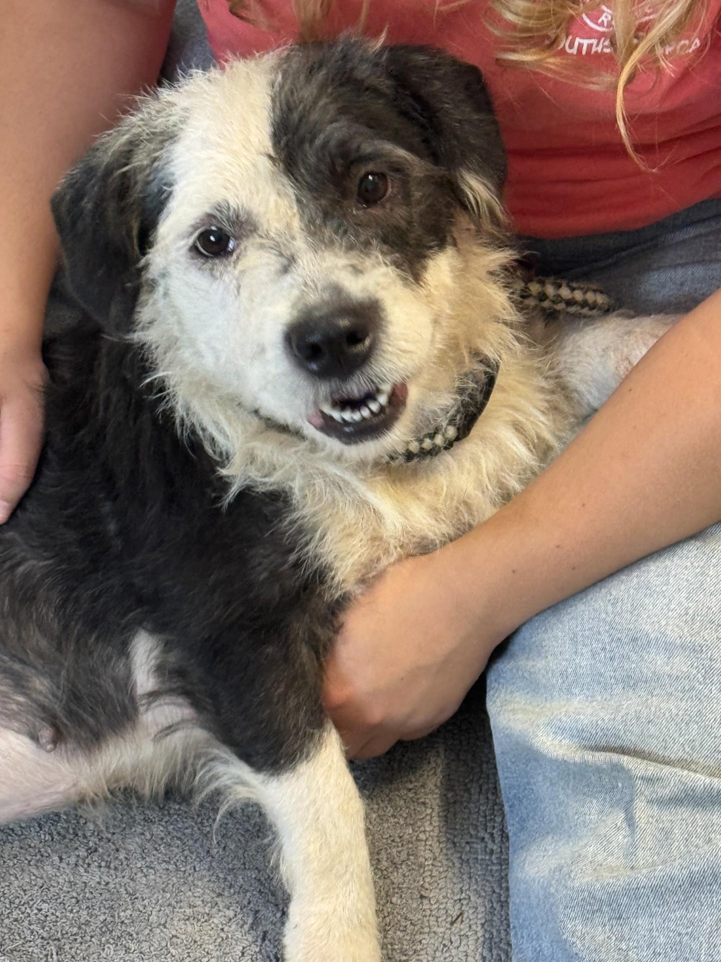Moon Pie, an adoptable mixed breed in Richmond, VA image 6/6