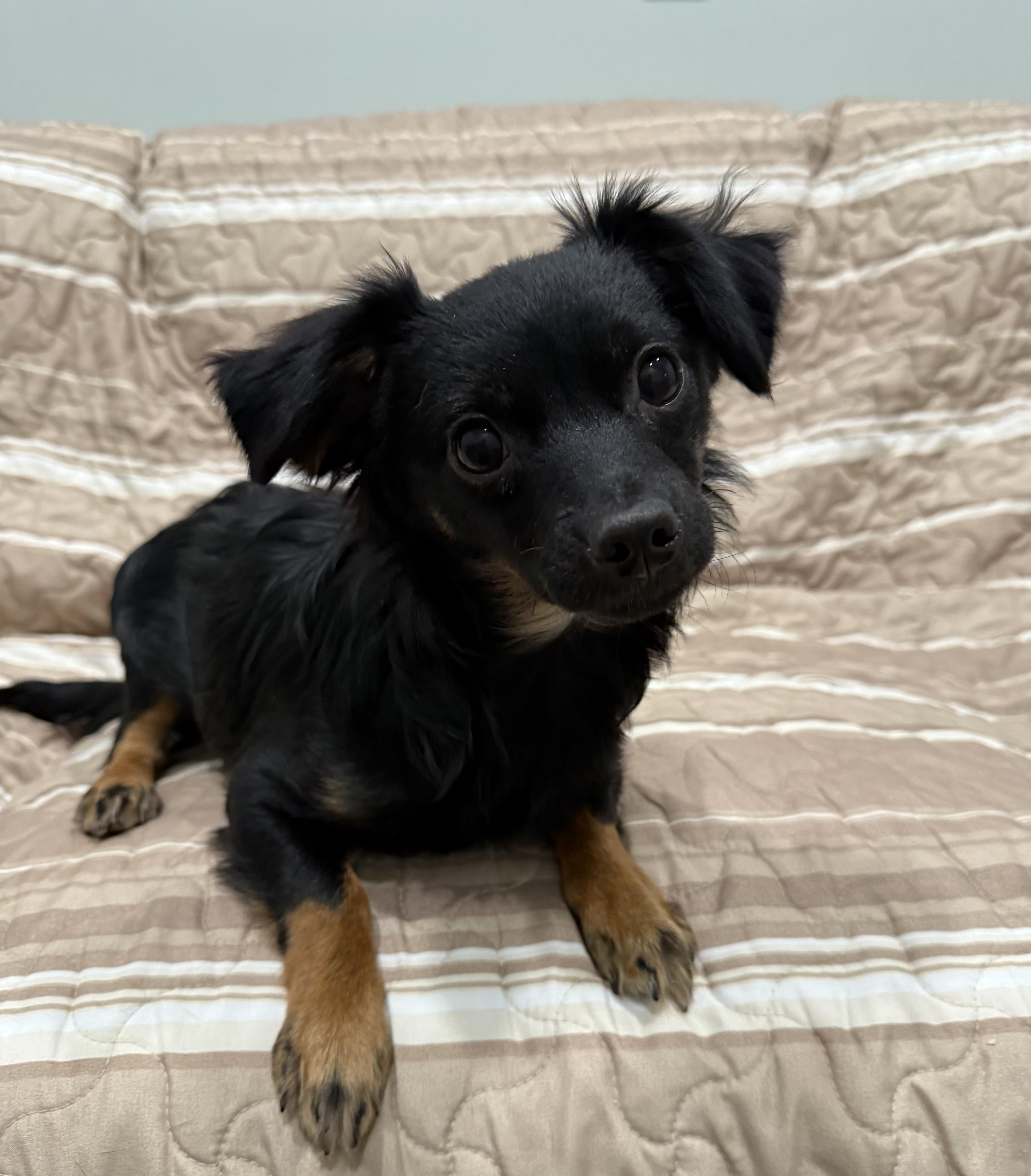 Marshall, an adopted mixed breed in Sault Sainte Marie, MI image 1/2