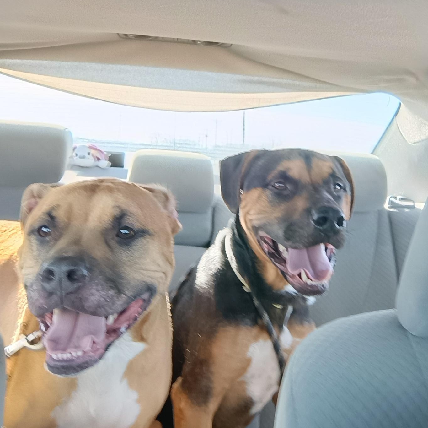 Enlarge Rita, a ADOPTABLE mixed breed in Liberty, IN image 4/4