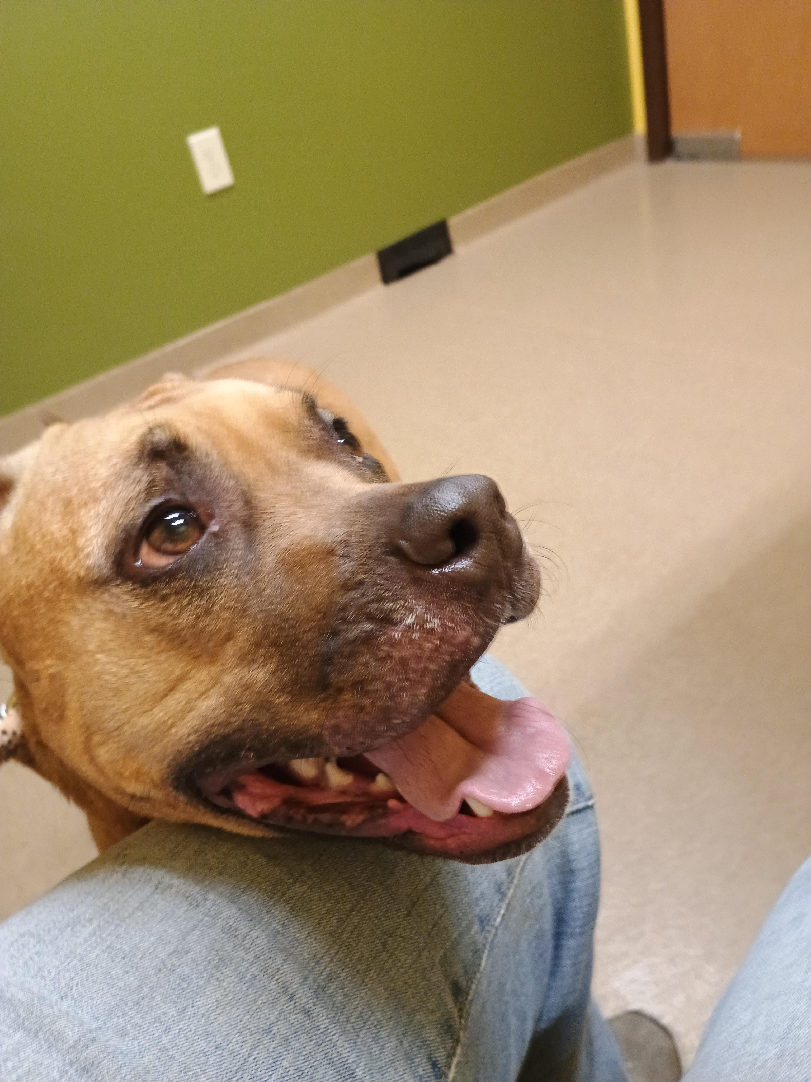 Rita, ADOPTABLE, Adult Female Mixed Breed.