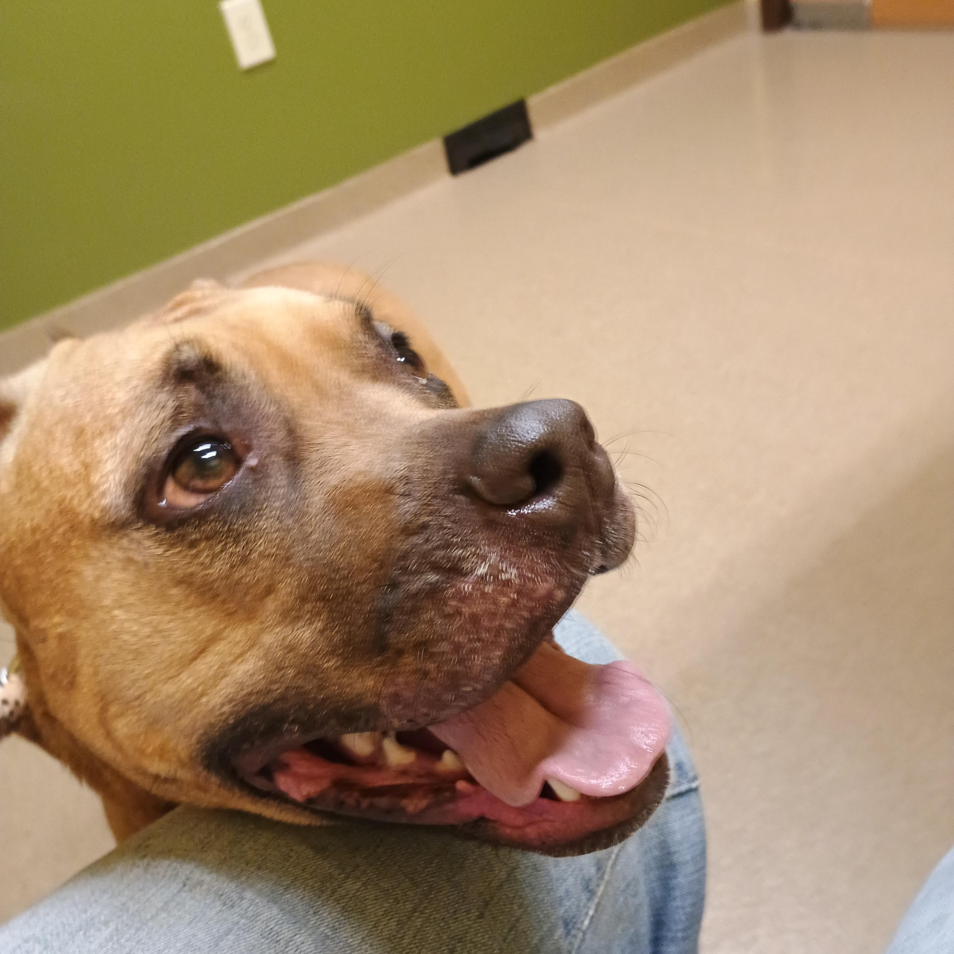 Enlarge Rita, a ADOPTABLE mixed breed in Liberty, IN image 1/4