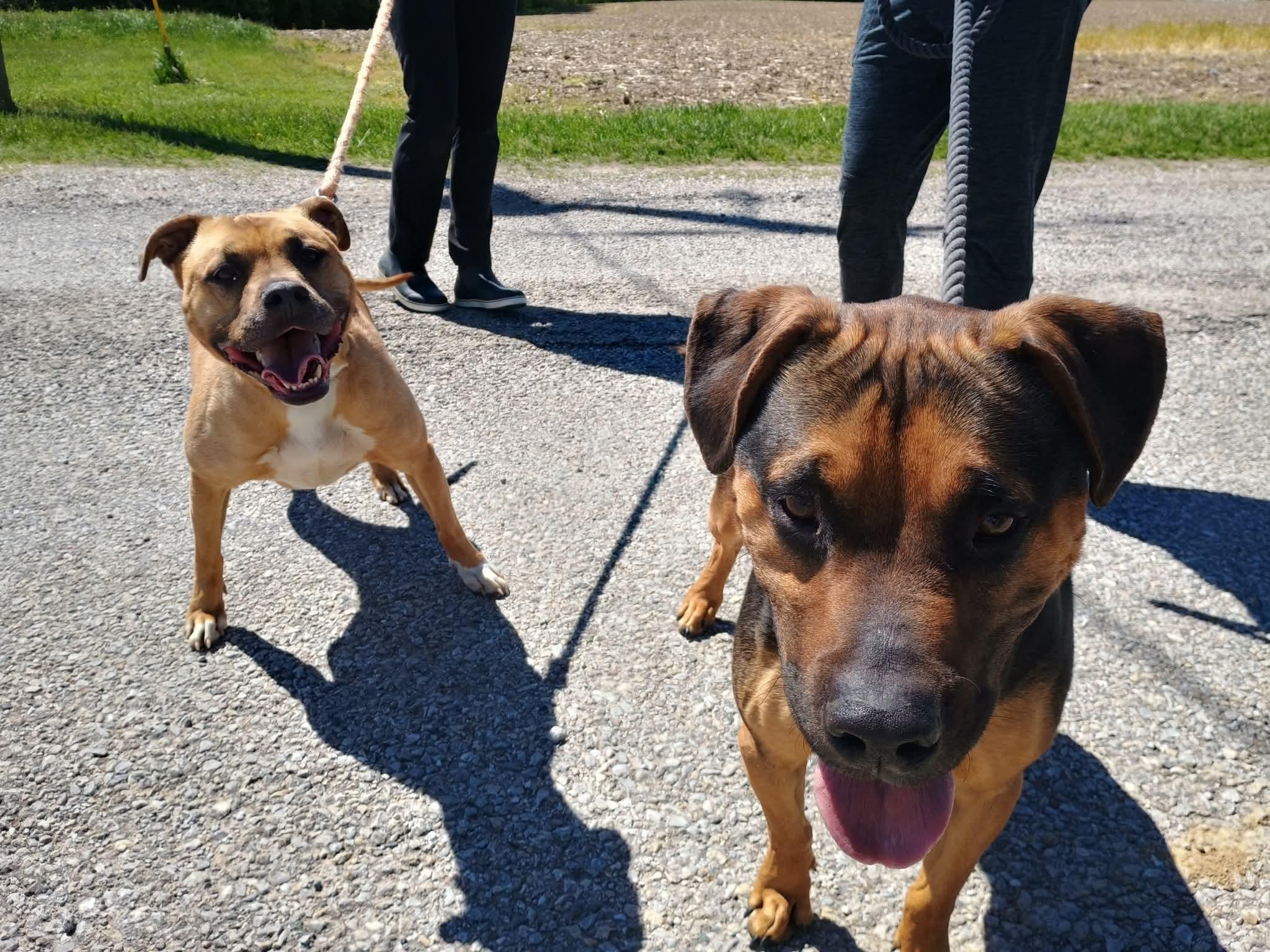 Rita, a ADOPTABLE mixed breed in Liberty, IN image 5/5