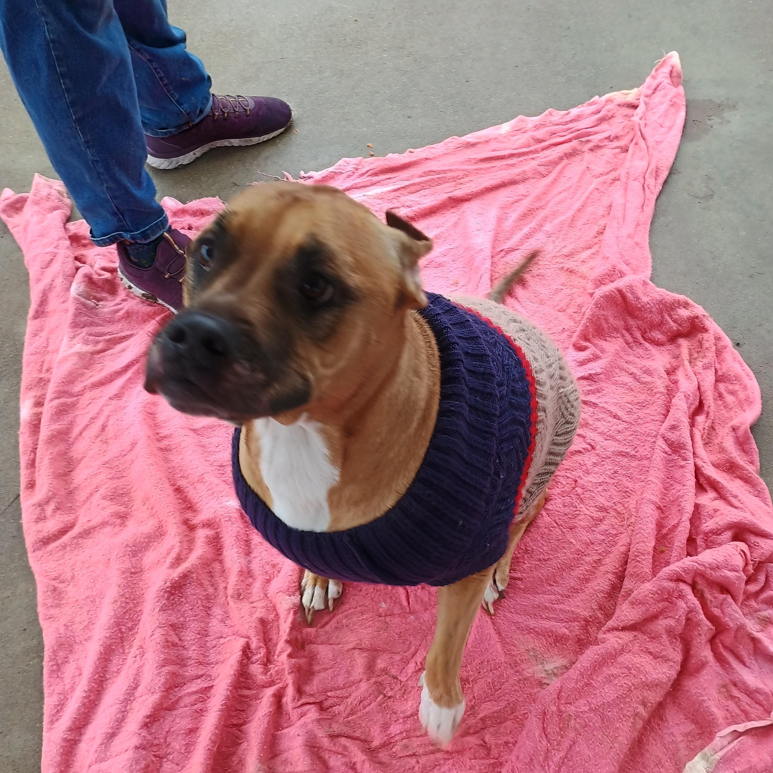 Enlarge Rita, a ADOPTABLE mixed breed in Liberty, IN image 3/4