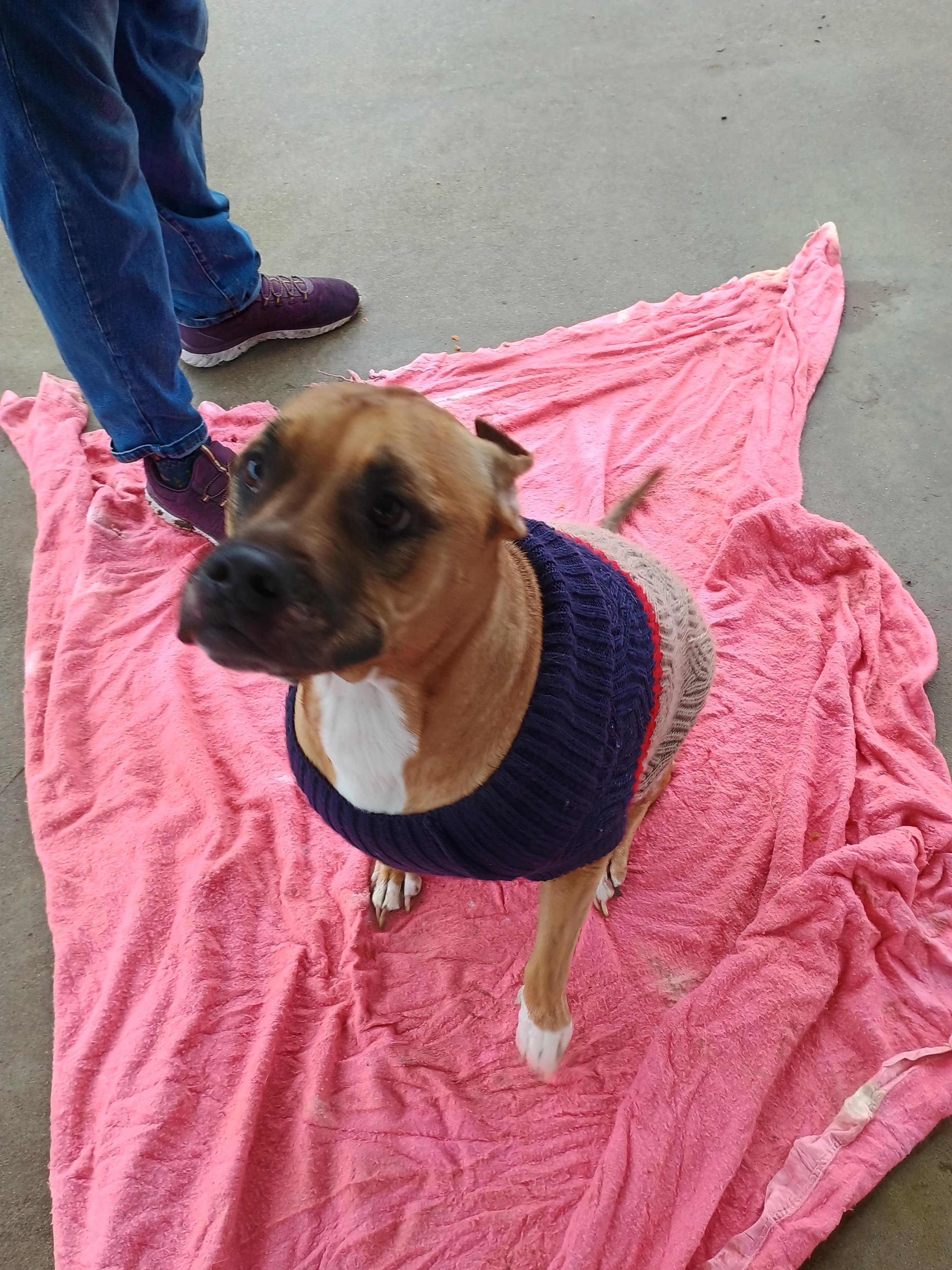 Enlarge Rita, a ADOPTABLE mixed breed in Liberty, IN image 3/3