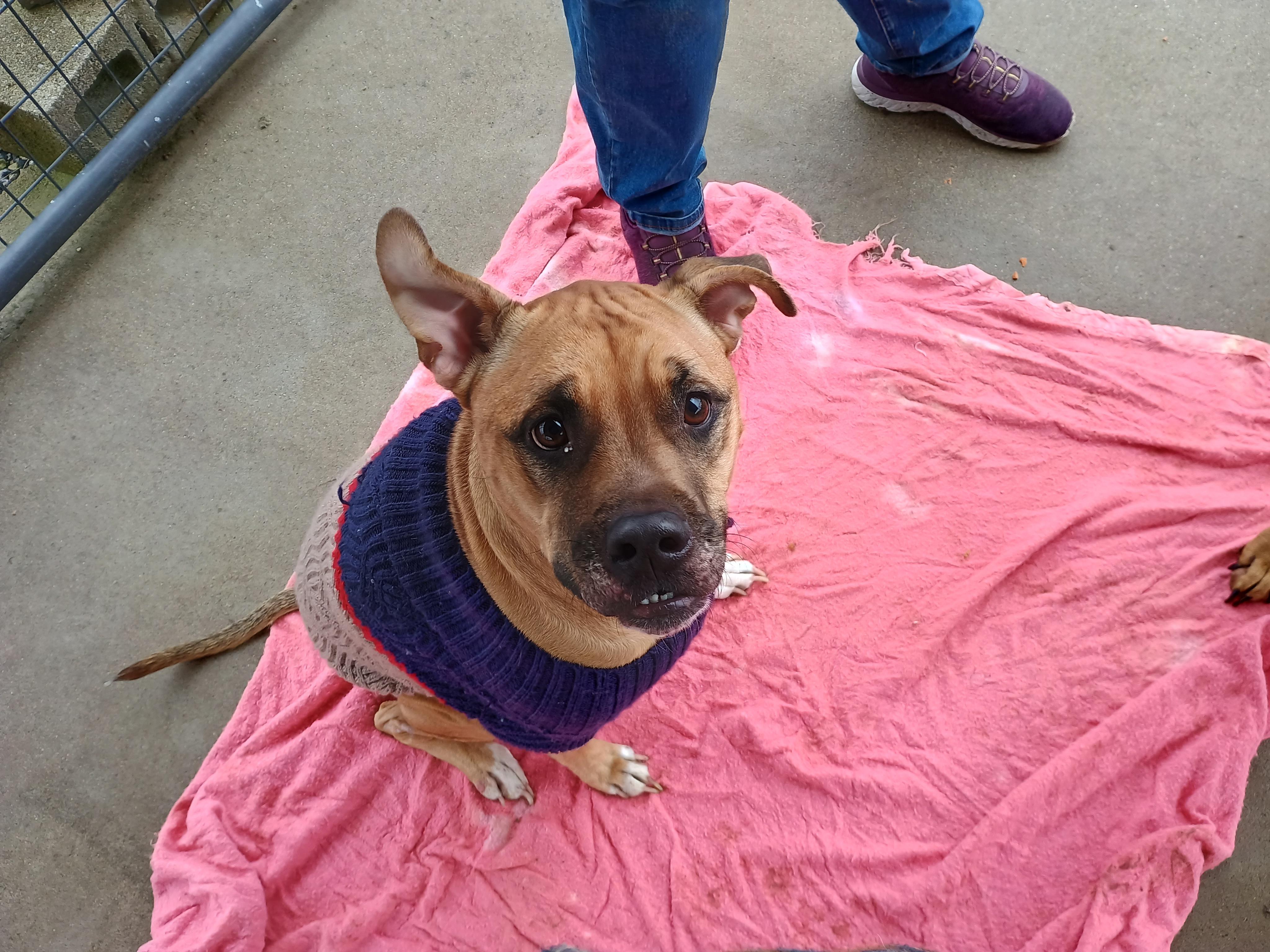 Enlarge Rita, a ADOPTABLE mixed breed in Liberty, IN image 2/3