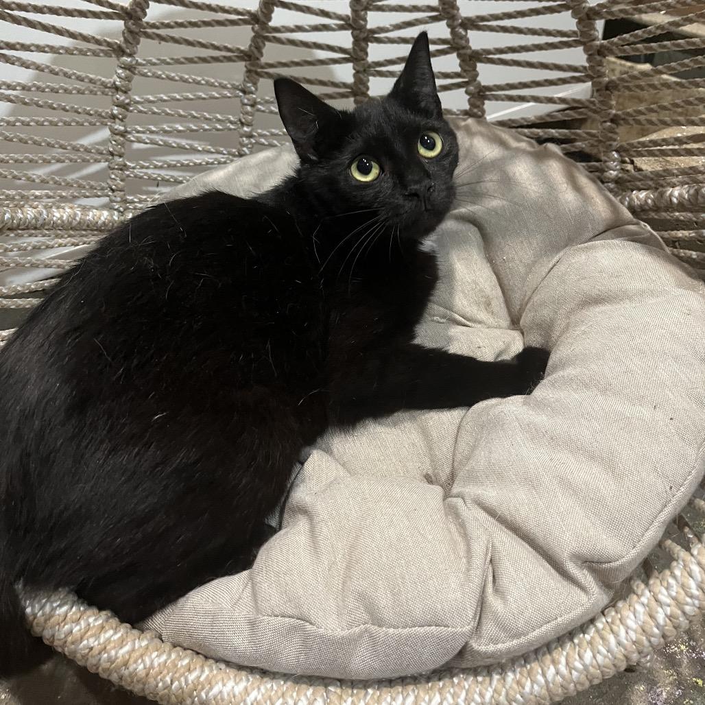 Enlarge Fable, a Adoptable Domestic Short Hair in Pasadena , MD image 1/1