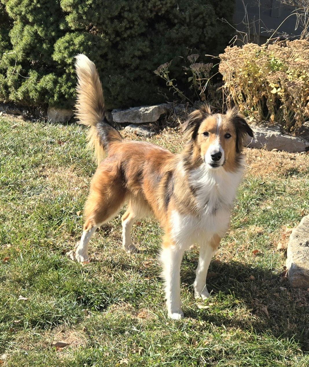 Enlarge Mayme, a Adoptable Shetland Sheepdog / Sheltie in Mission, KS image 1/3