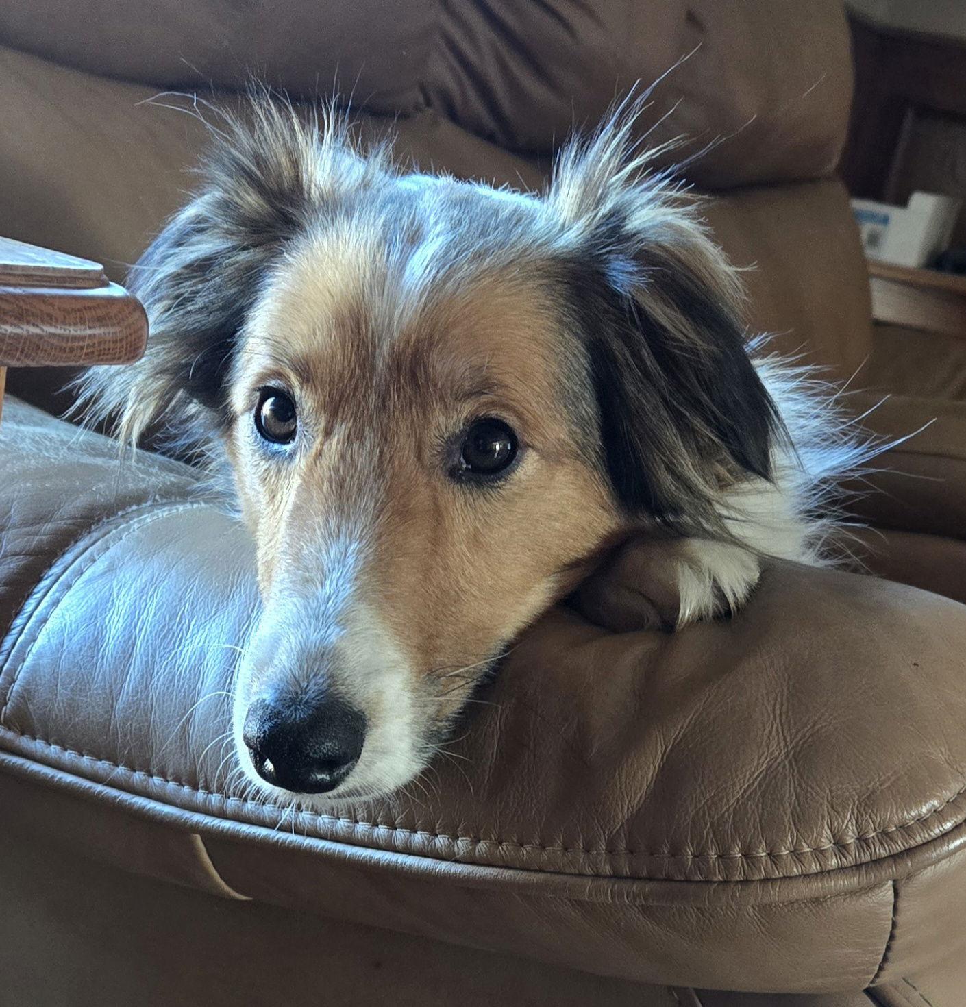 Enlarge Mayme, a Adoptable Shetland Sheepdog / Sheltie in Mission, KS image 3/3