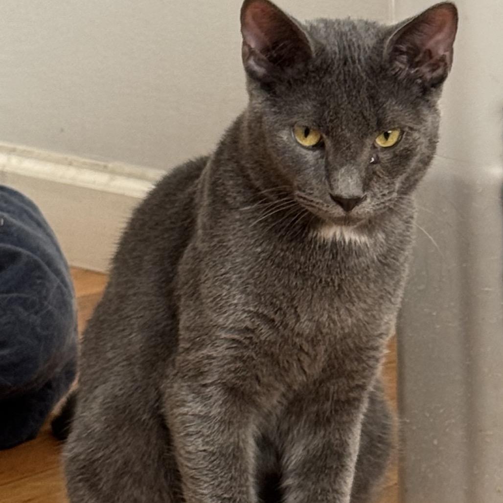 H.B., Adoptable, Young Female Russian Blue.