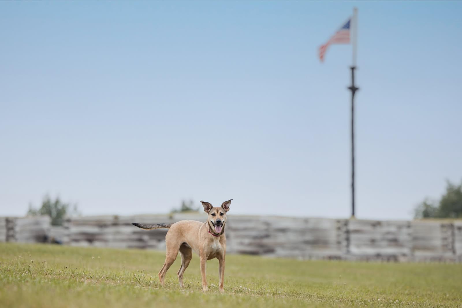 Enlarge Roxy, a ADOPTABLE mixed breed in Jamesville, NY image 3/3