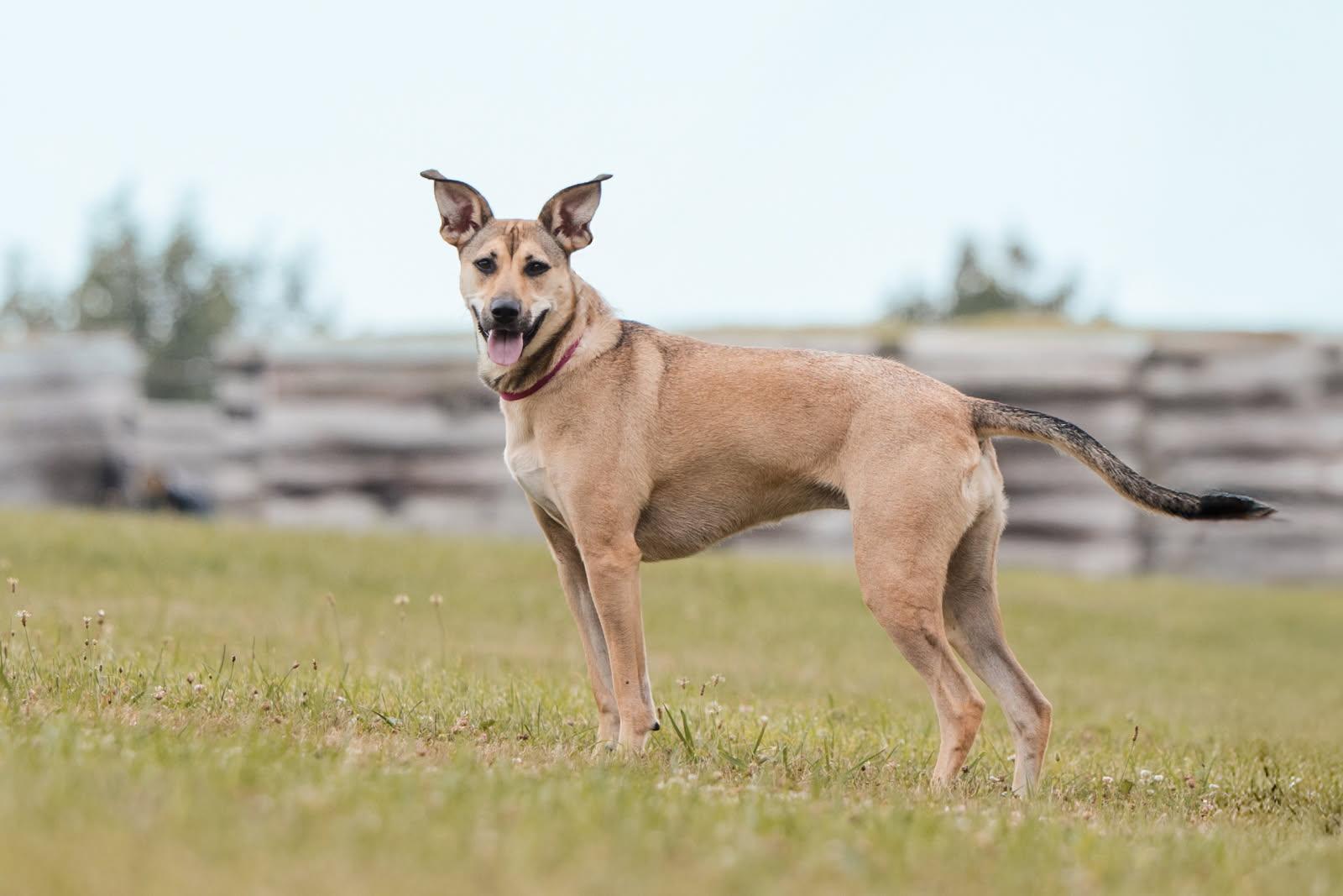 Enlarge Roxy, a ADOPTABLE mixed breed in Jamesville, NY image 1/3