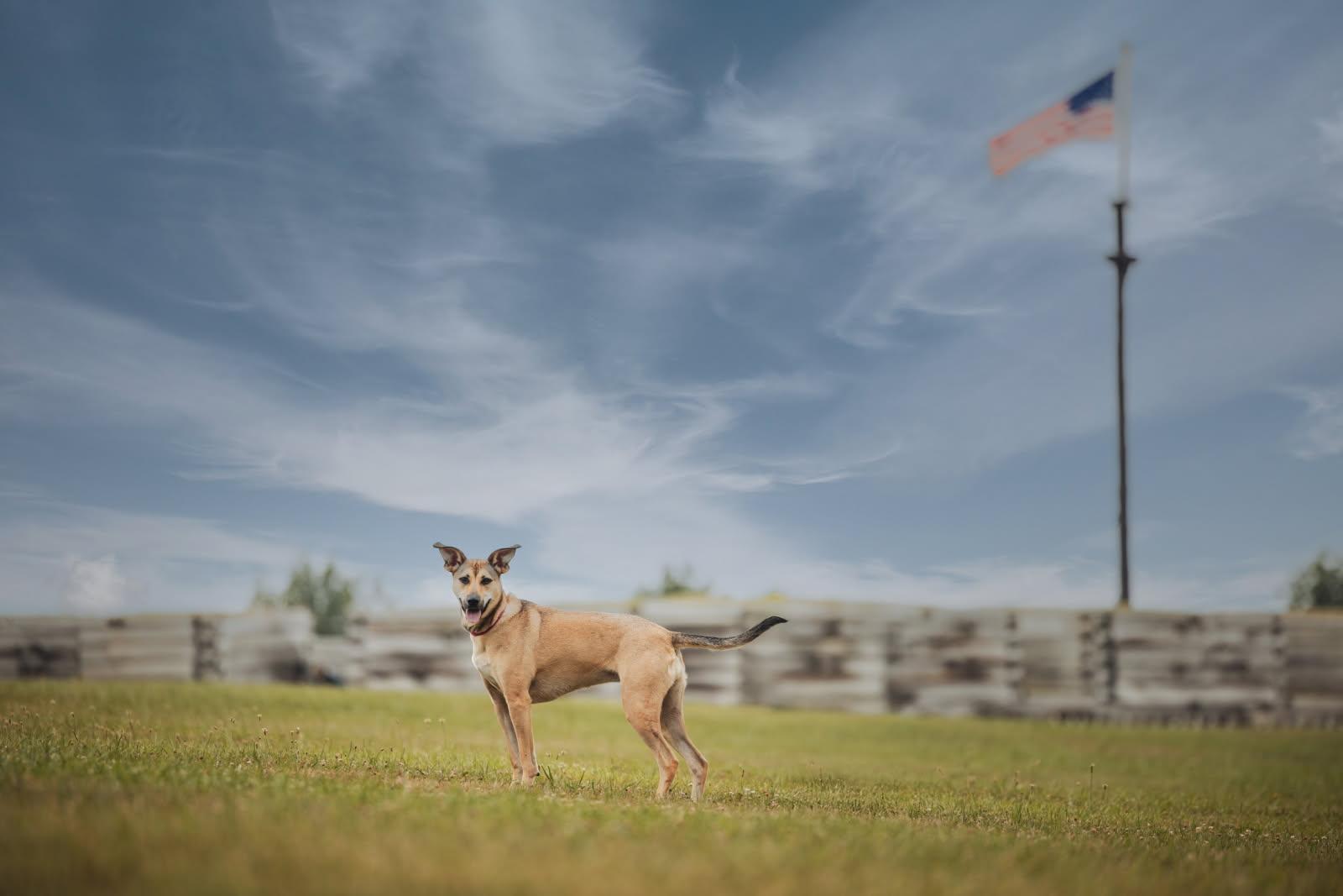 Enlarge Roxy, a ADOPTABLE mixed breed in Jamesville, NY image 2/3