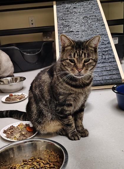 ODIE, Adoptable, Senior Male Domestic Short Hair & Domestic Short Hair.