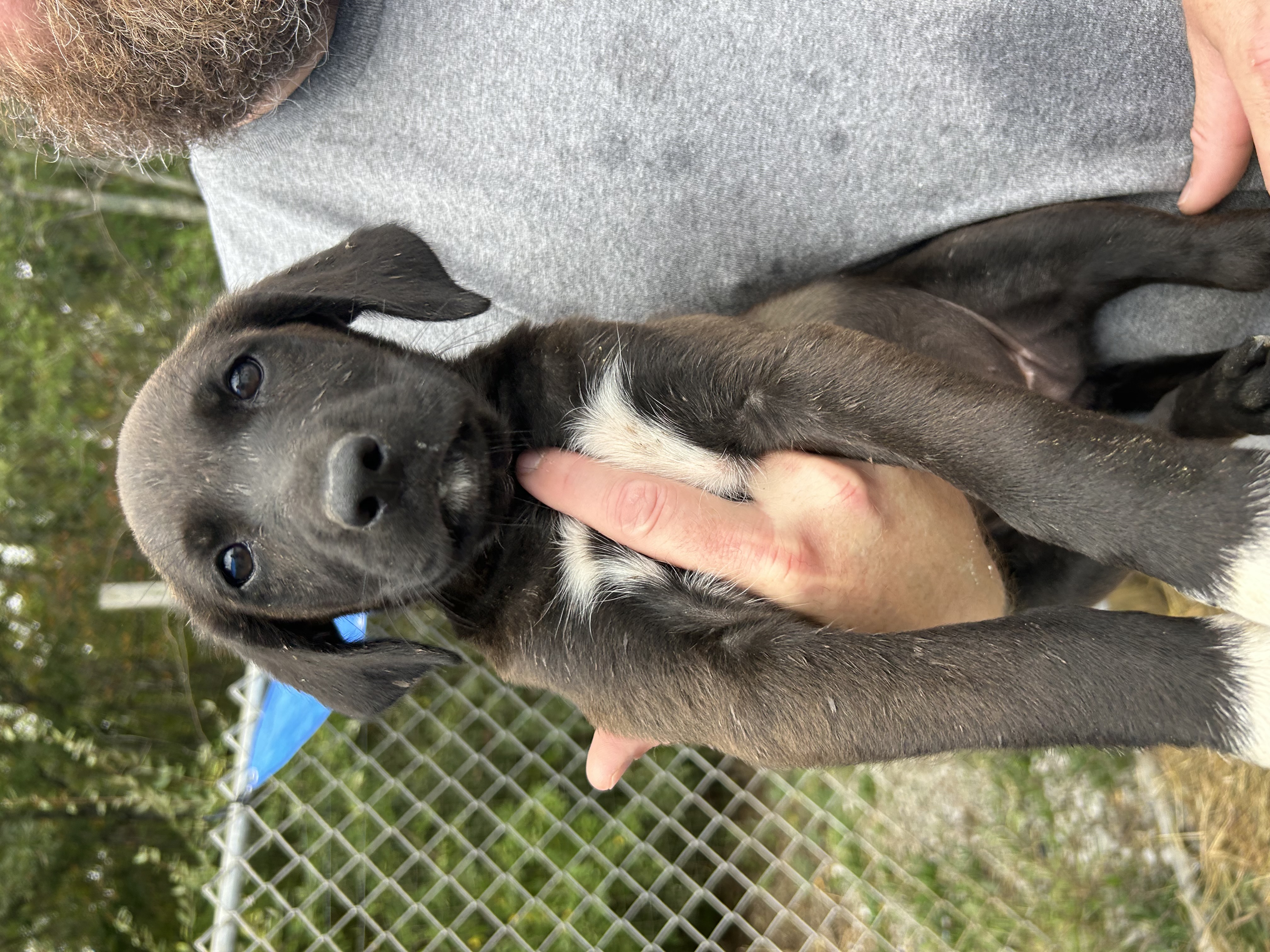 Dog for adoption Latte, a Black Labrador Retriever Mix in Manchester