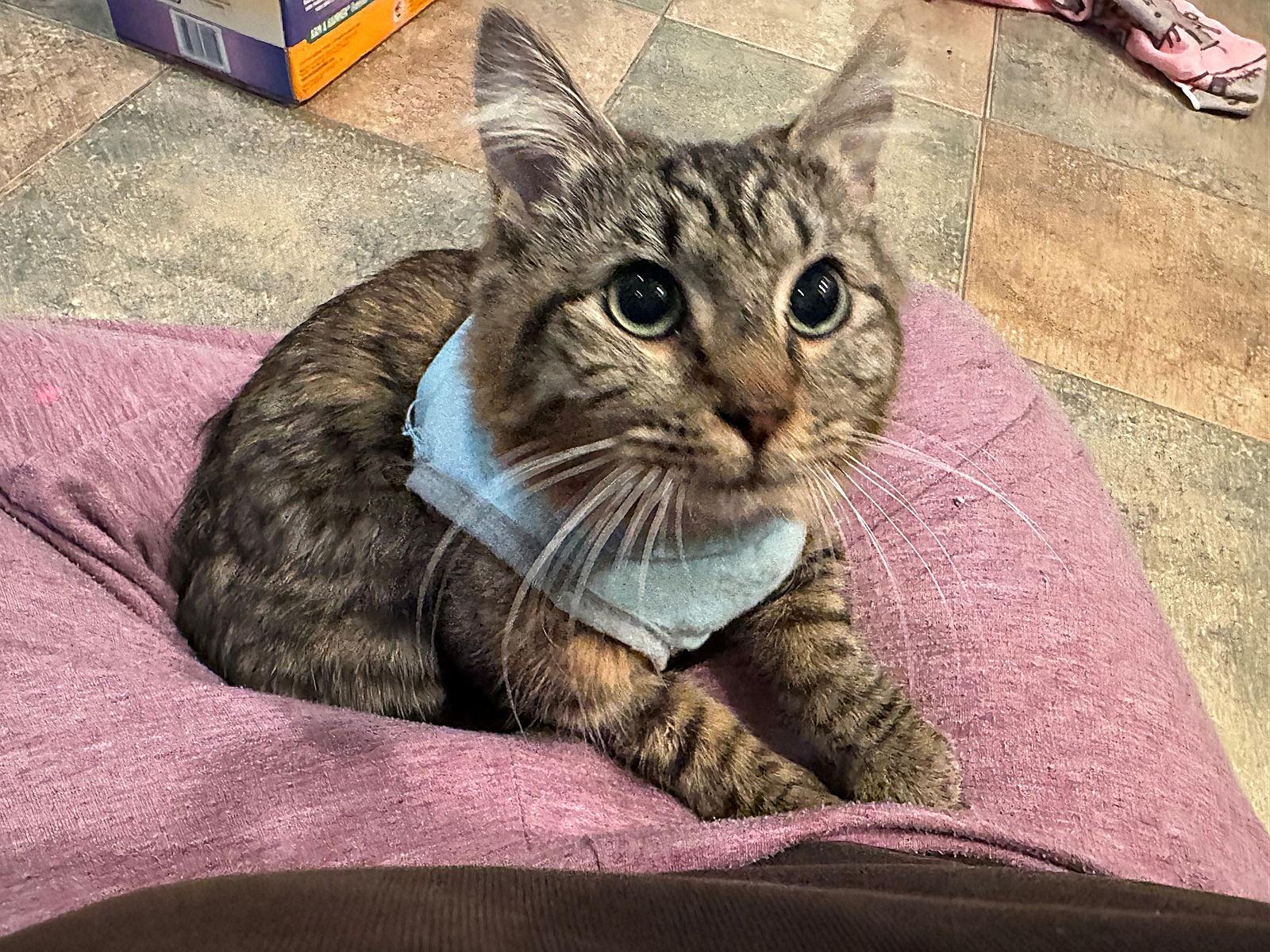 SAMWISE #1755n - Offered by Owner - Young Female, Adoptable, Young Female Tabby.