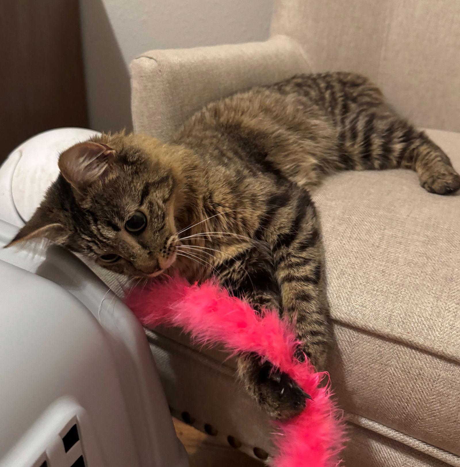 Enlarge SAMWISE #1755n - Offered by Owner - Young Female, a Adoptable Tabby in Hillsboro, OR image 2/3