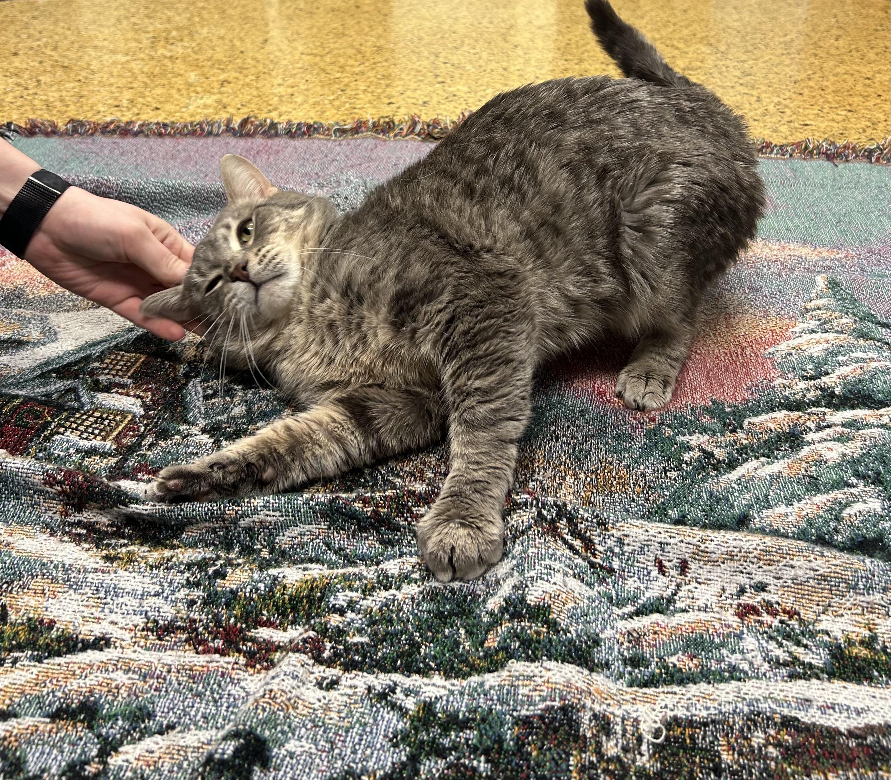 Copper, a Adoptable Domestic Short Hair in Toledo, OH image 3/5