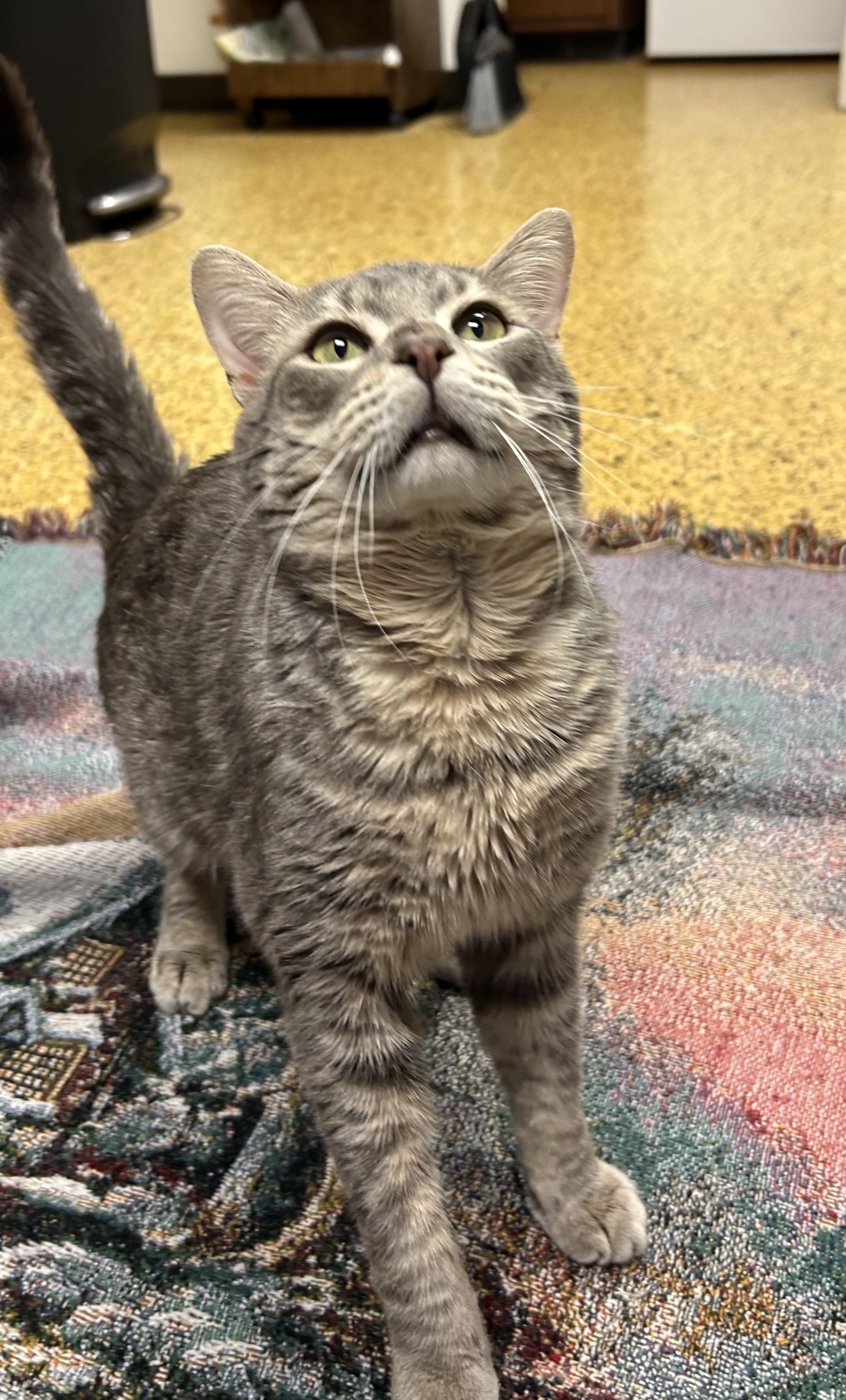 Copper, a Adoptable Domestic Short Hair in Toledo, OH image 5/5