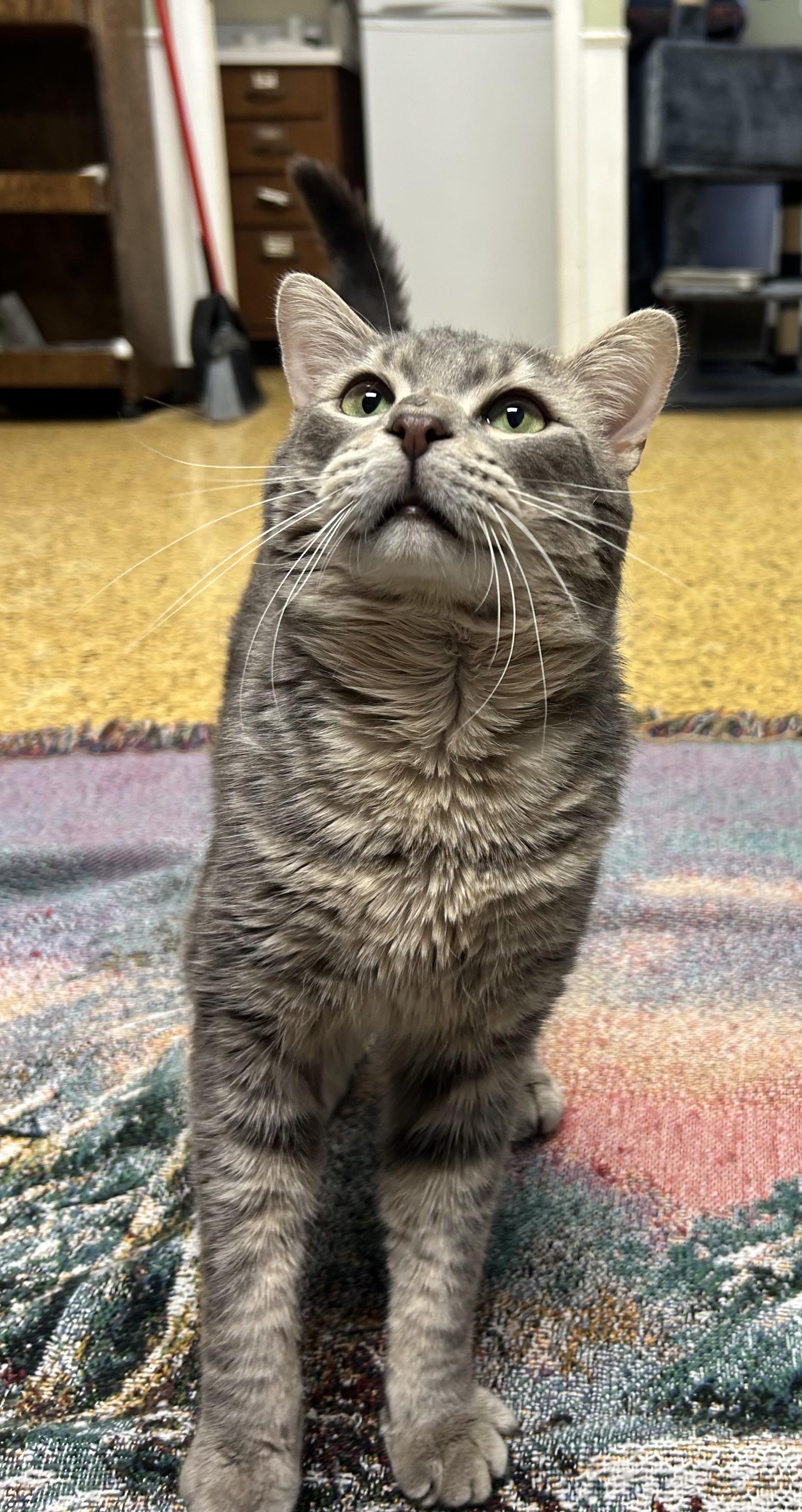 Copper, a Adoptable Domestic Short Hair in Toledo, OH image 4/5