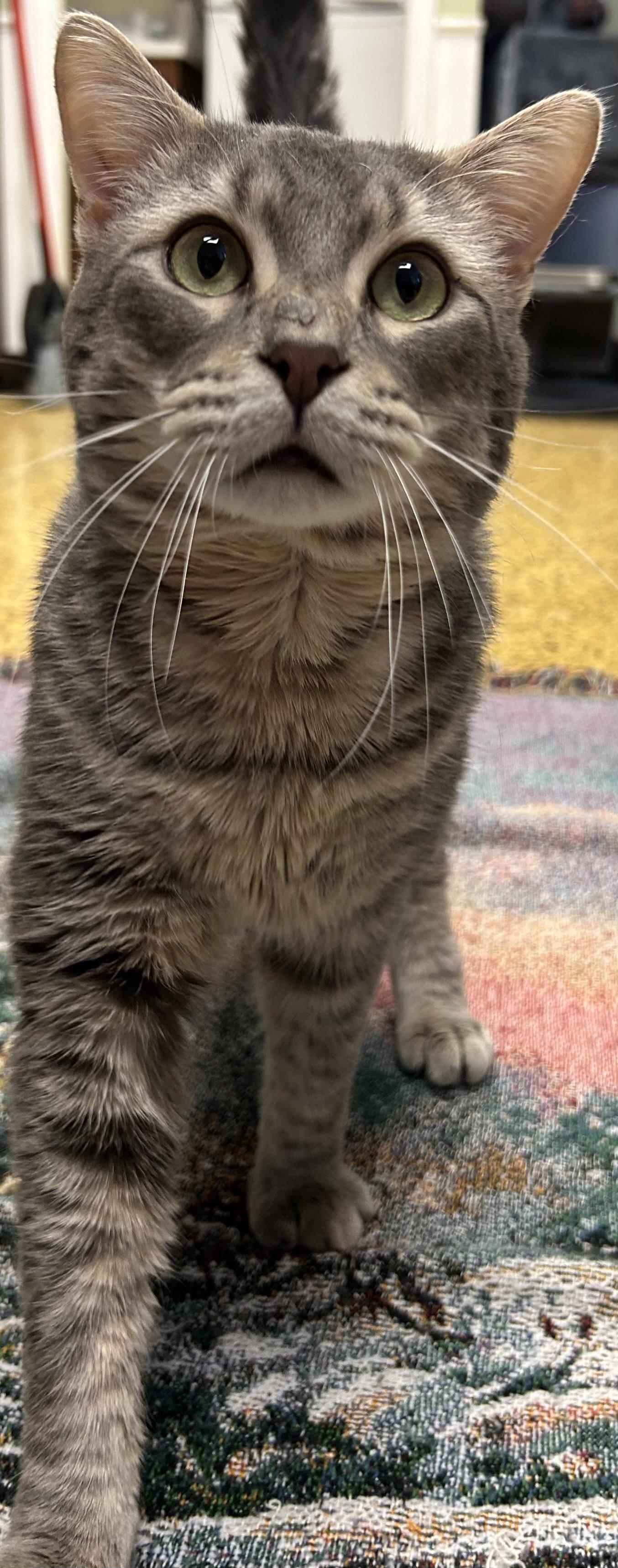 Copper, a Adoptable Domestic Short Hair in Toledo, OH image 2/5