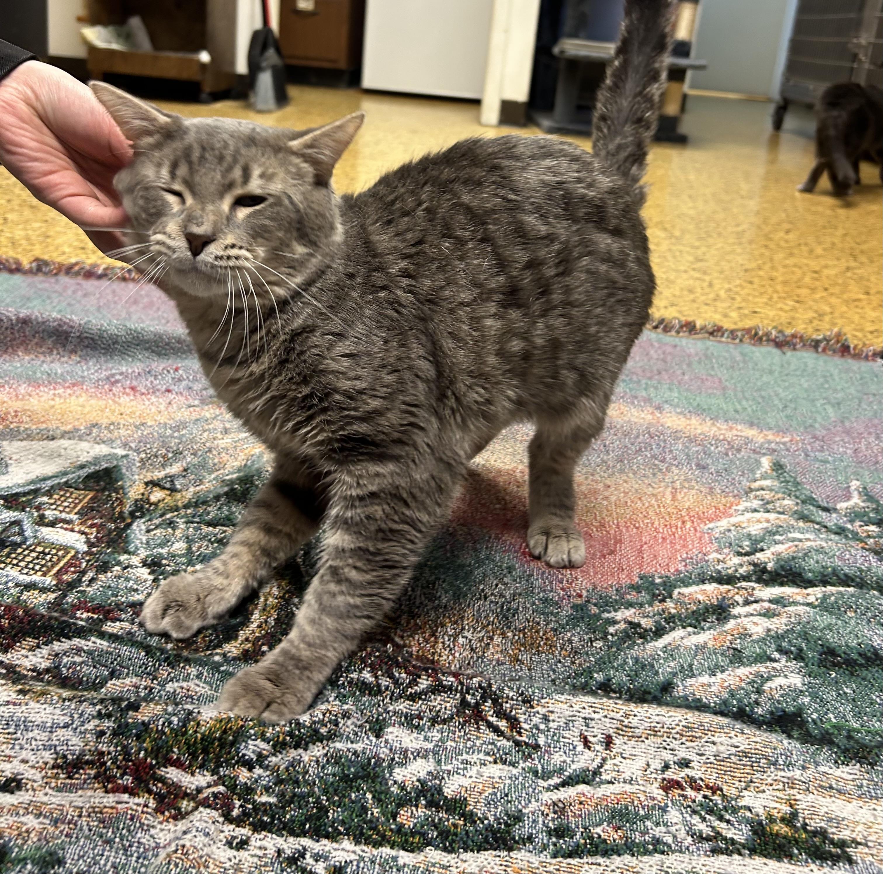 Copper, a Adoptable Domestic Short Hair in Toledo, OH image 1/5