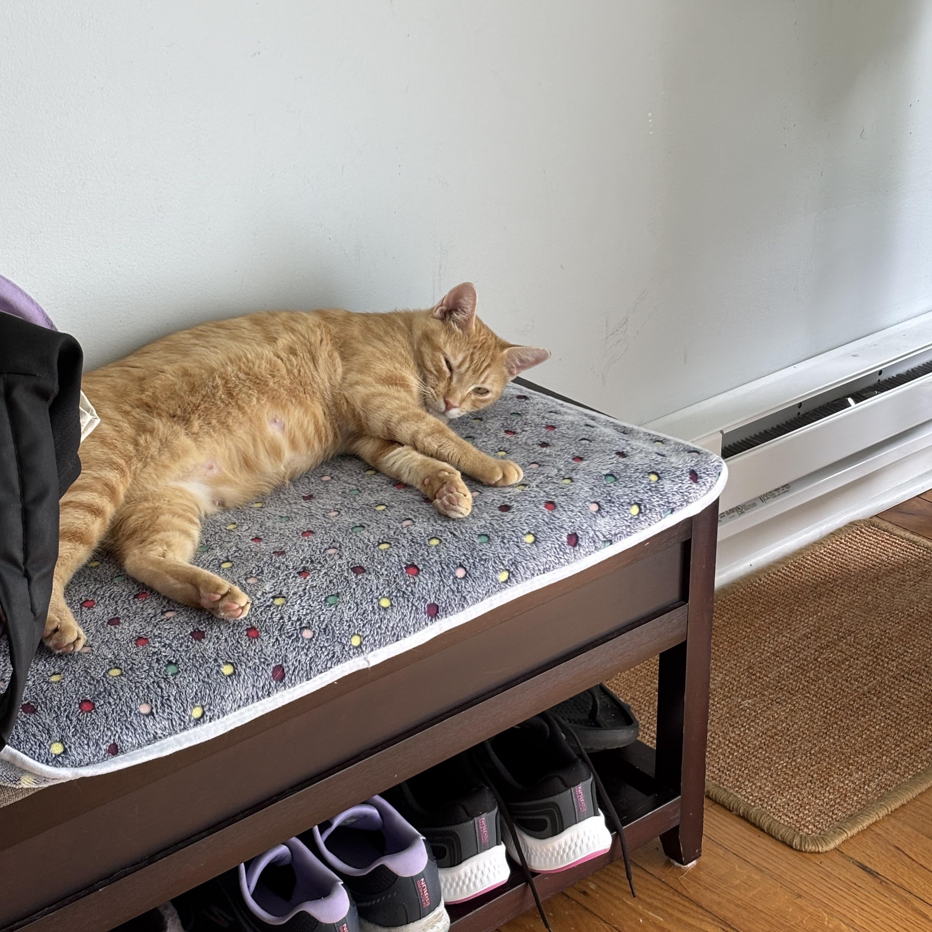 Enlarge Mrs. Norris, a Adoptable Domestic Short Hair in Beltsville, MD image 4/6