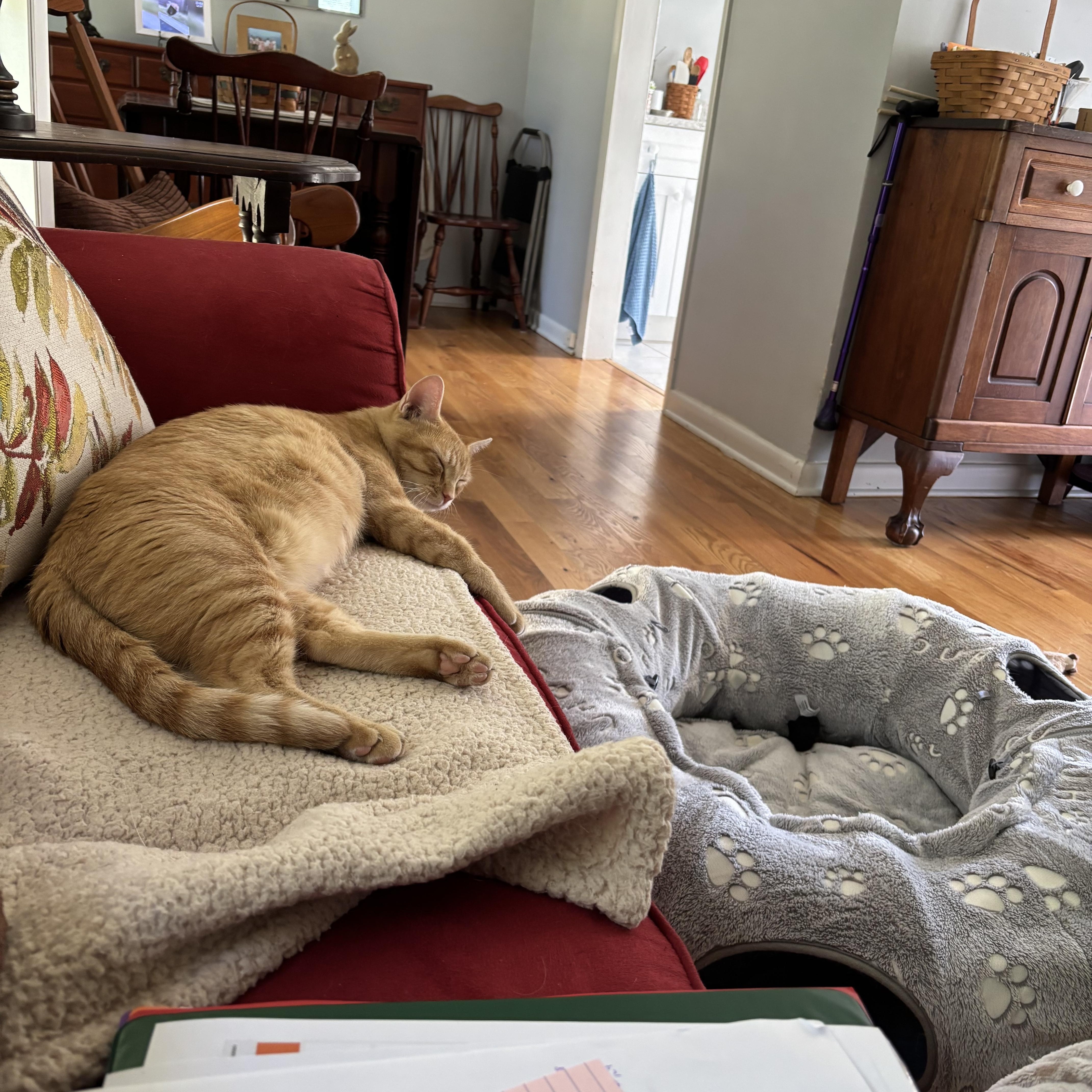 Enlarge Mrs. Norris, a Adoptable Domestic Short Hair in Beltsville, MD image 5/6