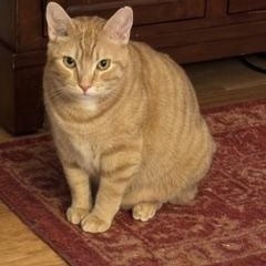 Enlarge Mrs. Norris, a Adoptable Domestic Short Hair in Beltsville, MD image 1/6