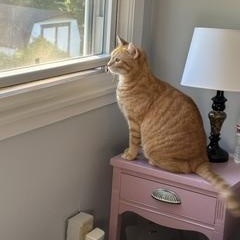 Enlarge Mrs. Norris, a Adoptable Domestic Short Hair in Beltsville, MD image 2/6